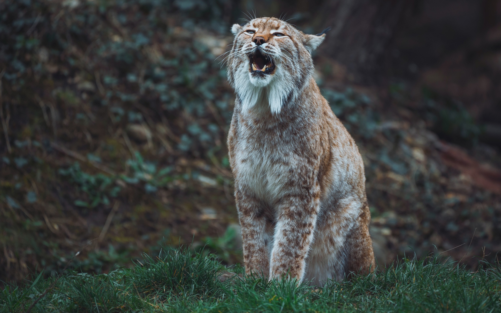 Большая рысь кричит в лесу 