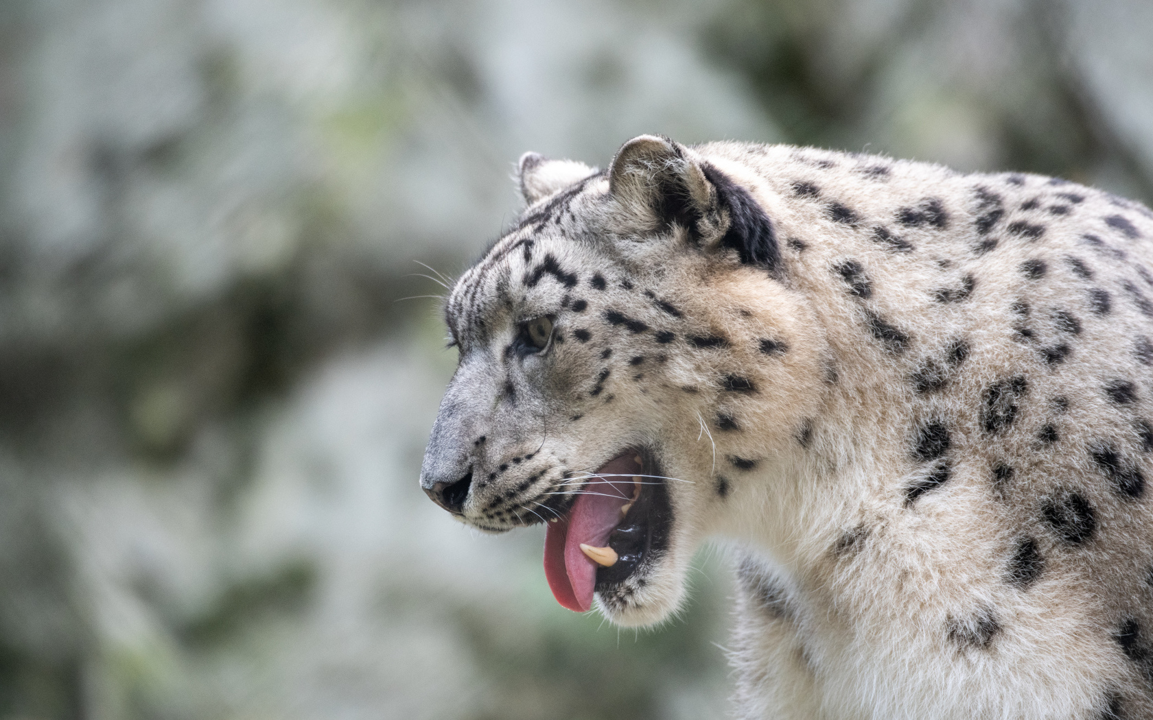 Big snow leopard with sticking out tongue