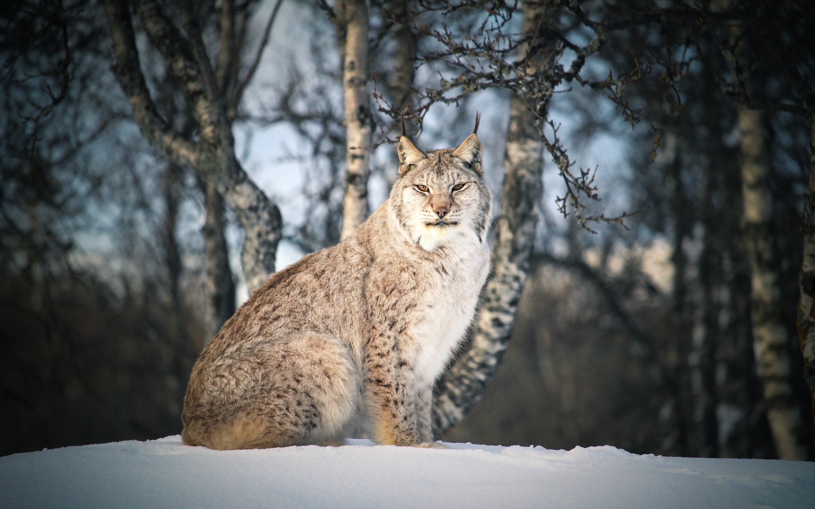 Big stern lynx sits in the snow