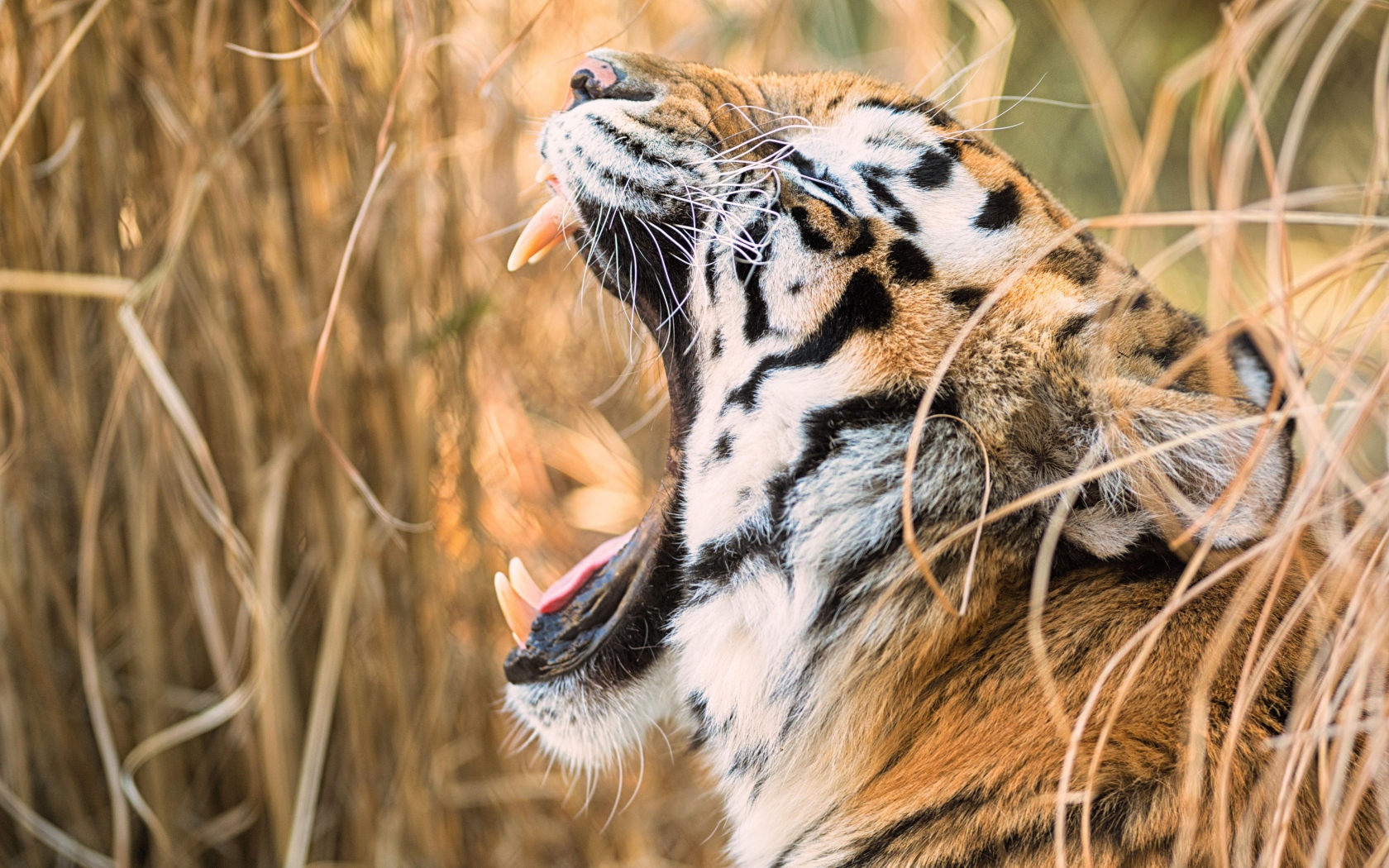 Большой полосатый тигр зевает в зарослях травы 