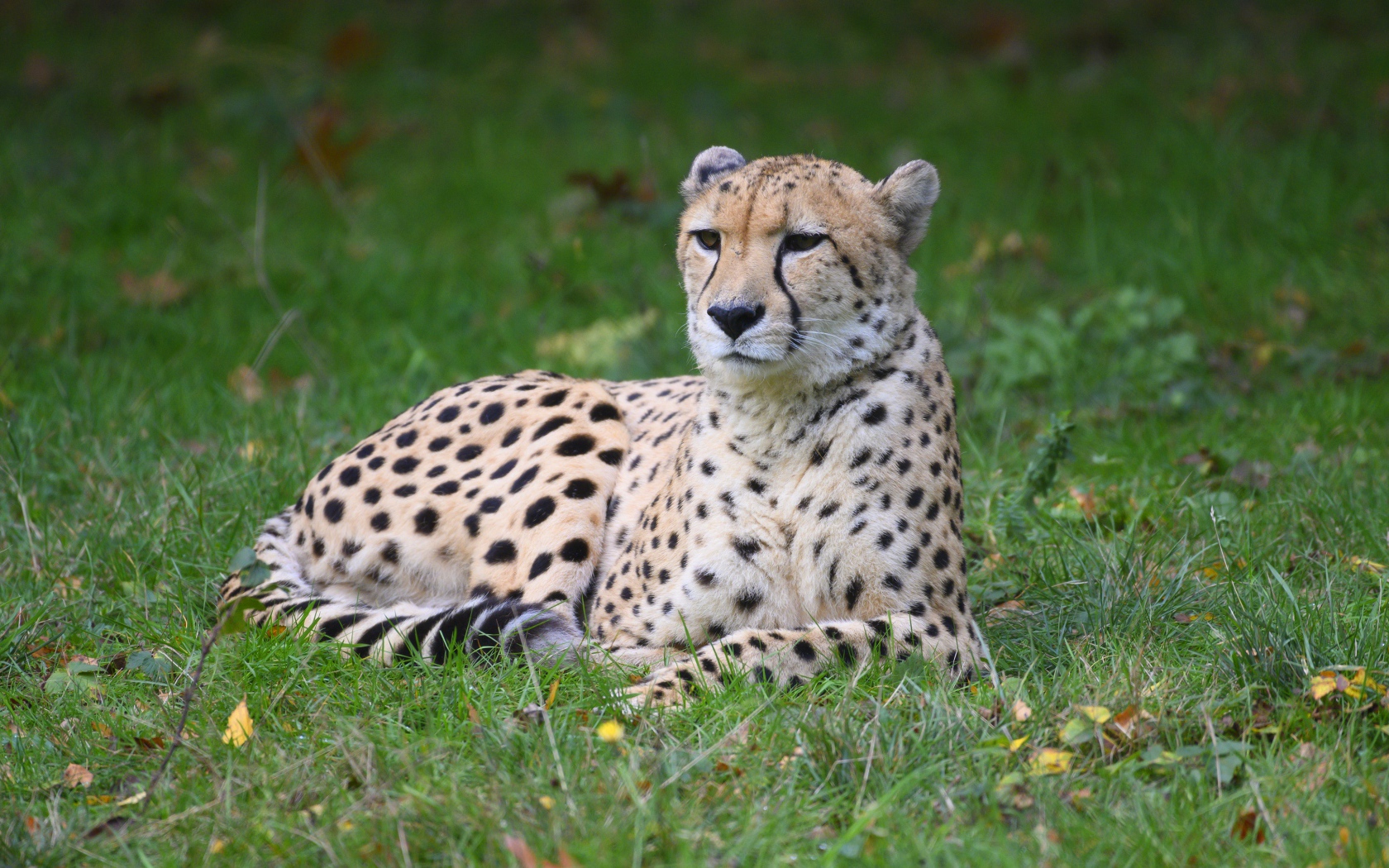 Гепард лежит на зеленой траве 