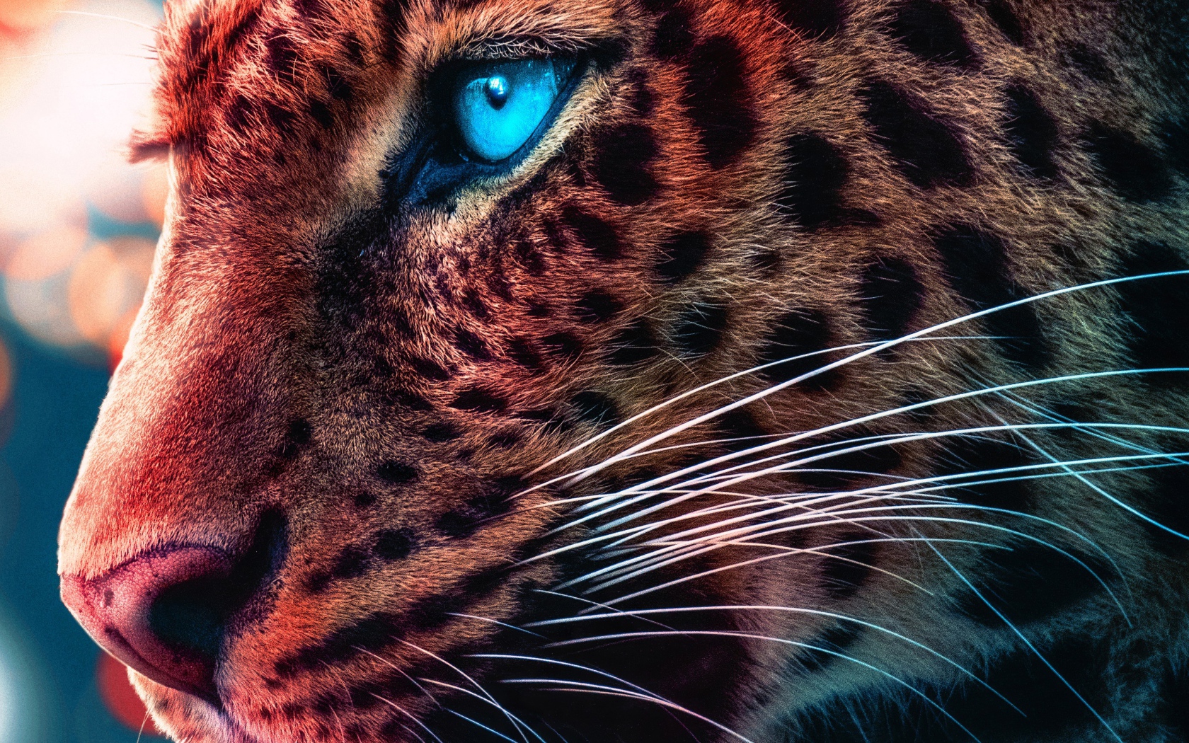 Морда голубоглазого леопарда крупным планом