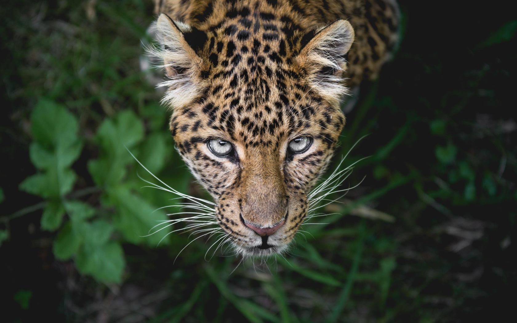 Пятнистый леопард смотрит на верх 