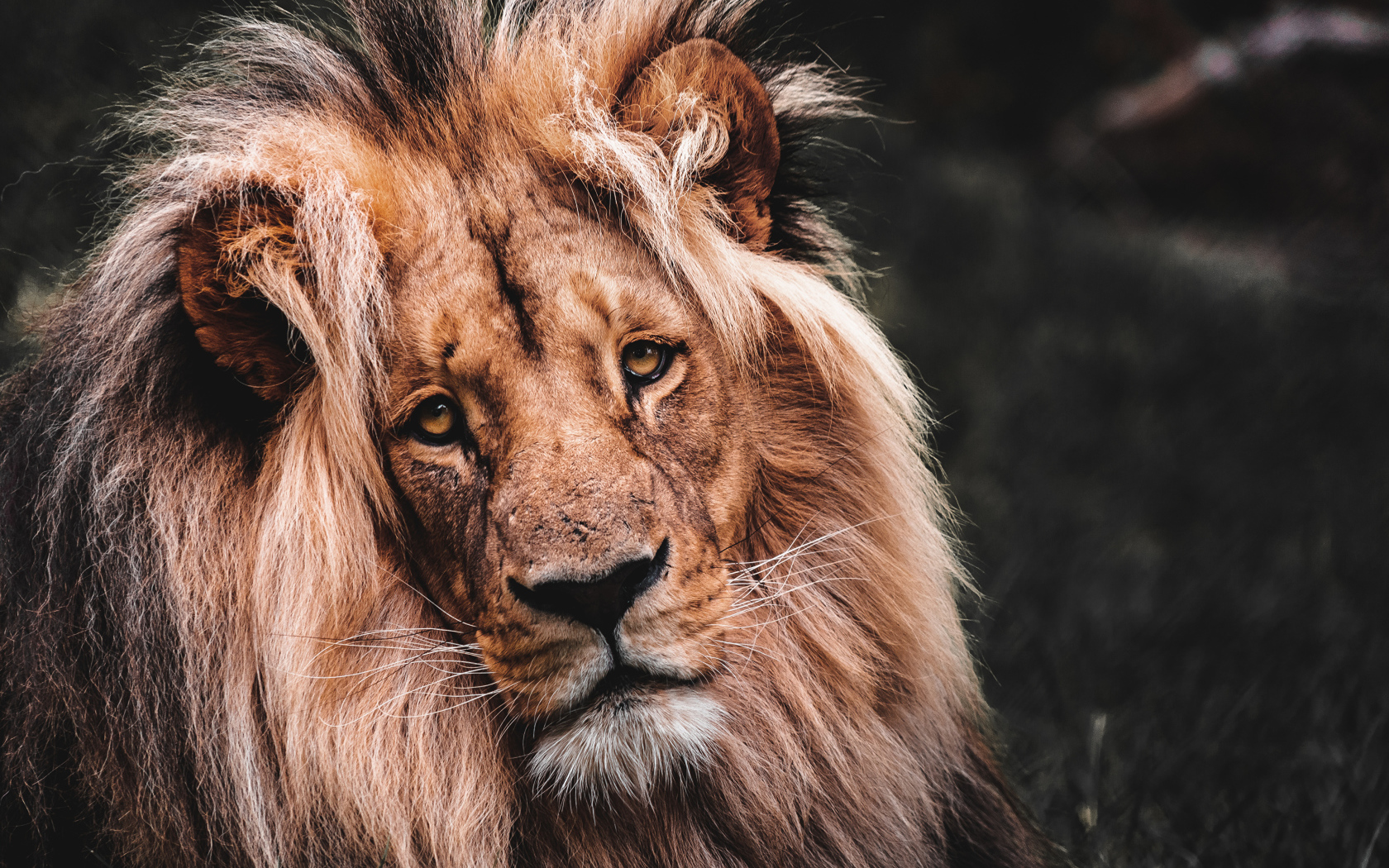 Морда грустного льва с пышной  гривой