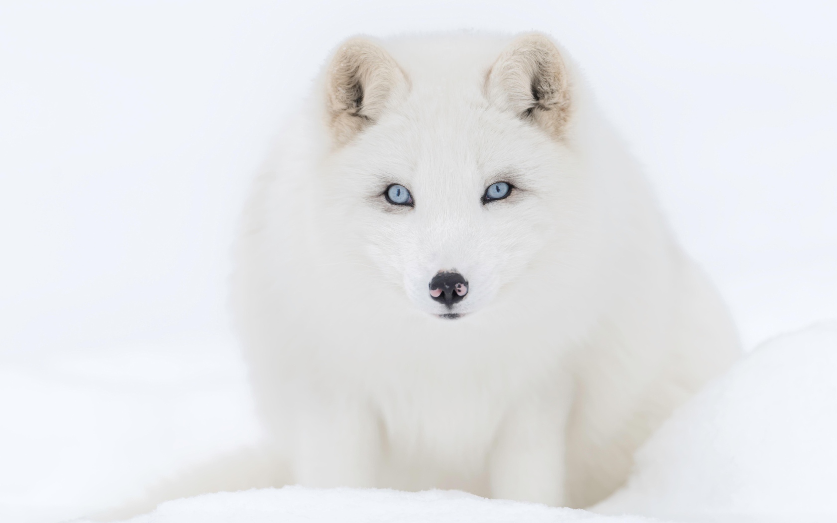 Big blue-eyed white arctic fox in the snow