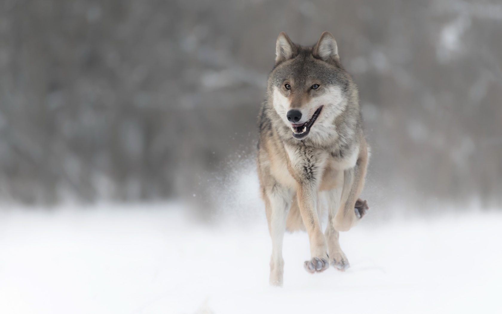 Большой серый волк бежит по снегу 