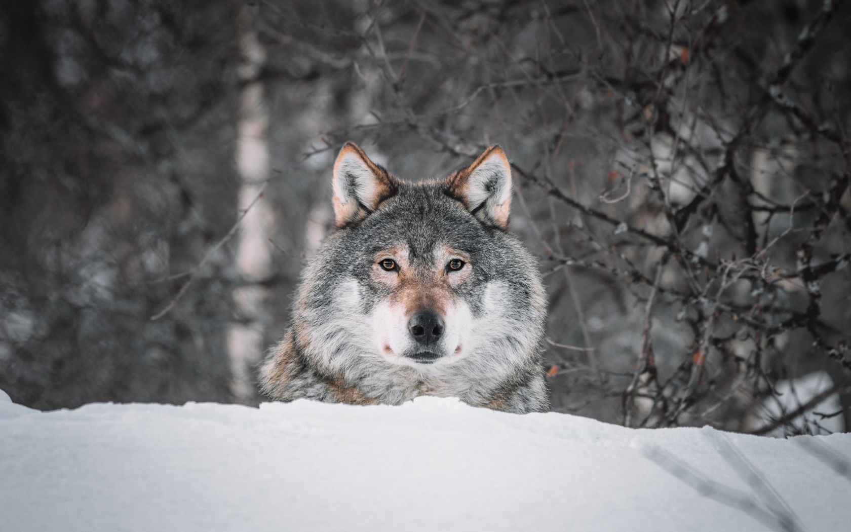 Большой серый волк сидит на снегу 