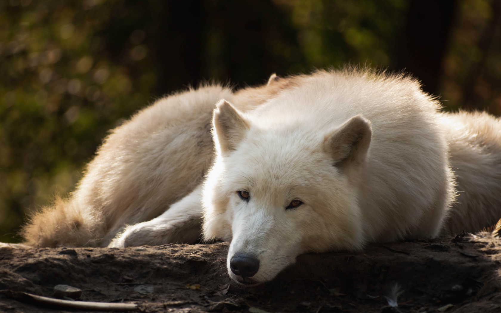 Большой белый волк лежит на земле в лесу