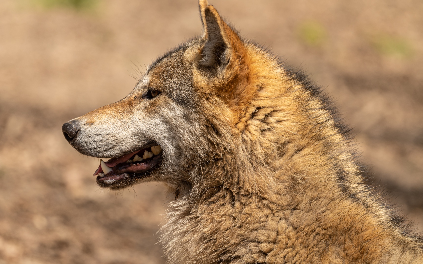 Predatory wolf with open mouth