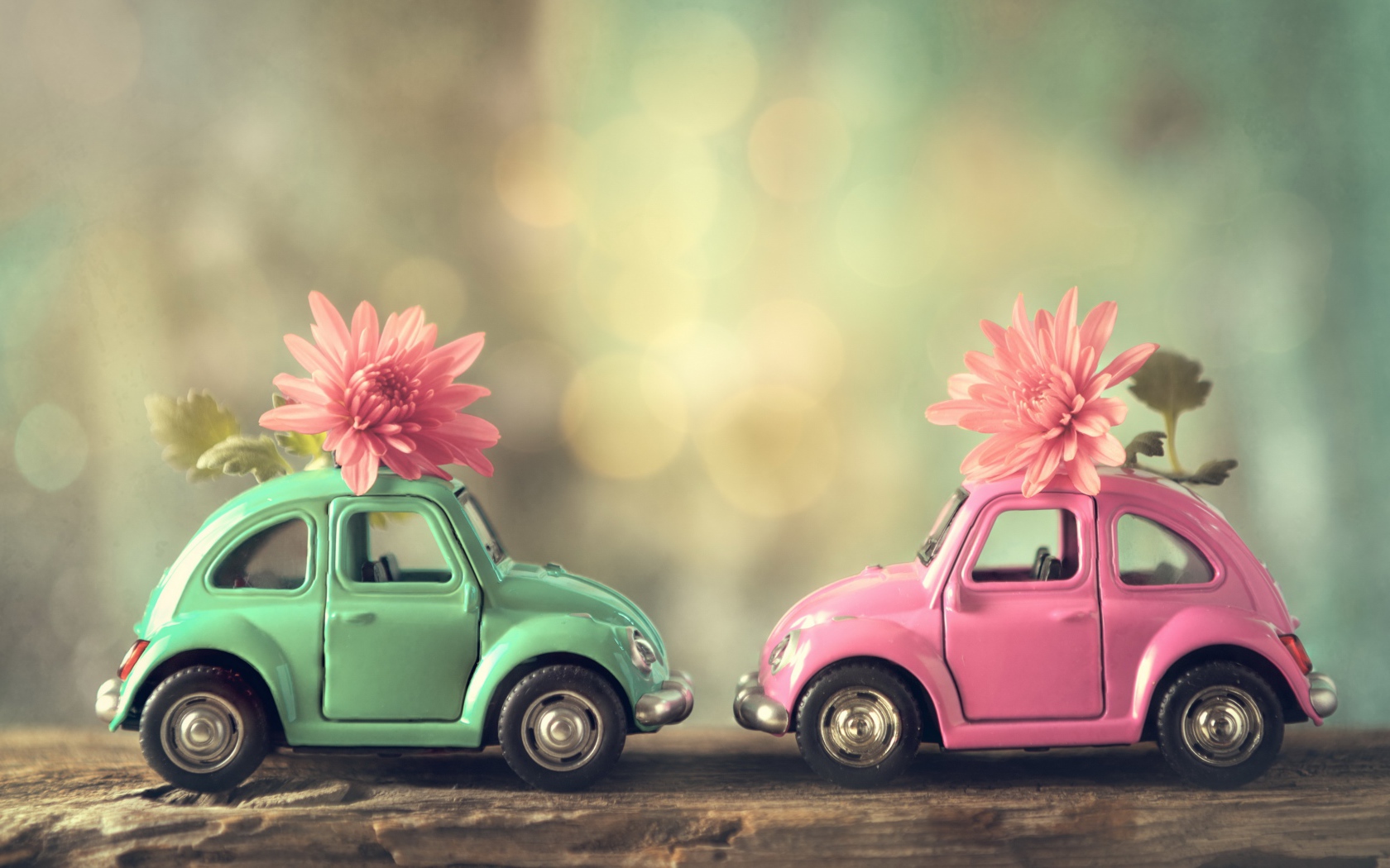 Две игрушечные машинки с цветами розовой хризантемы