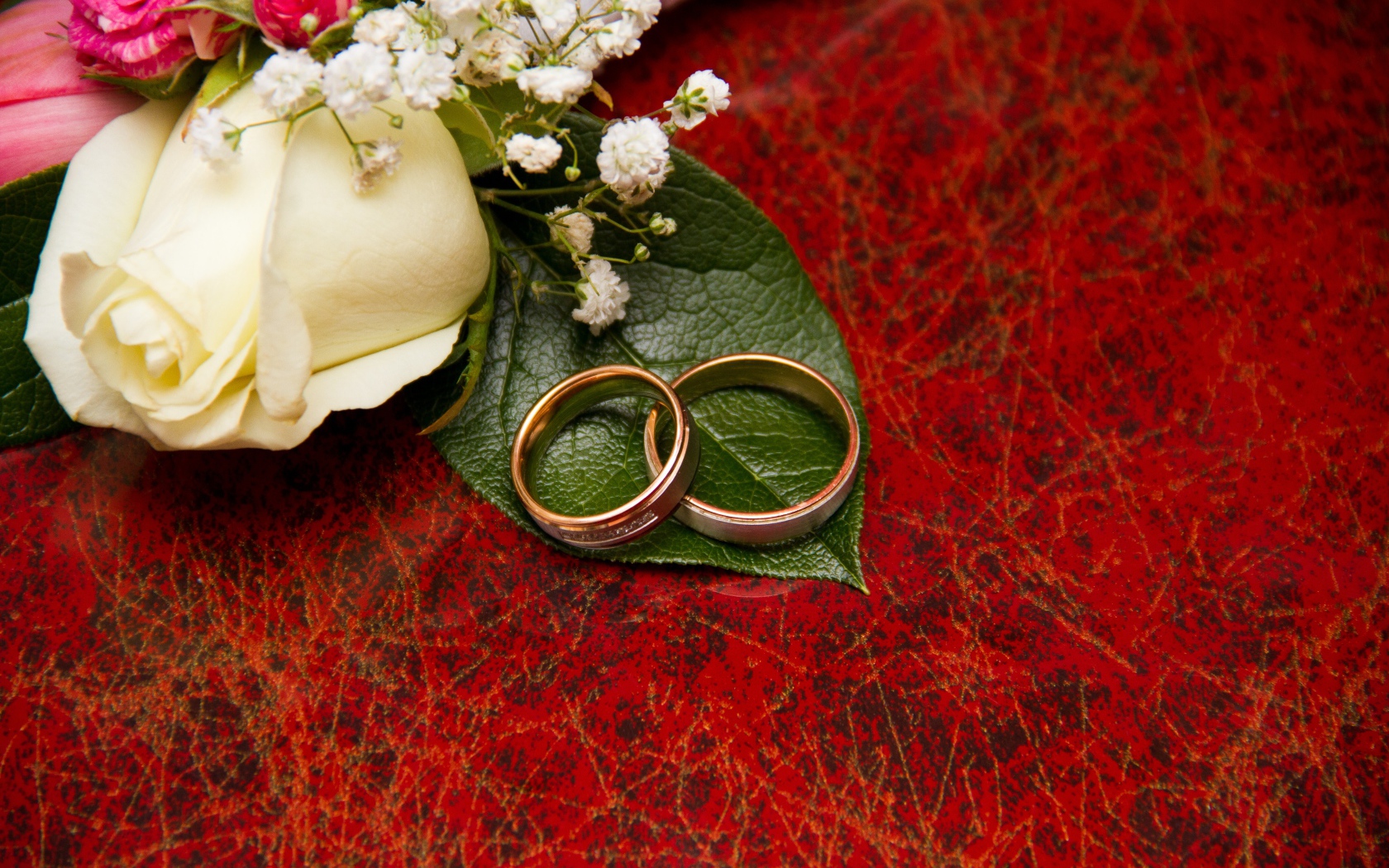 Золотые обручальные кольца на красном фоне