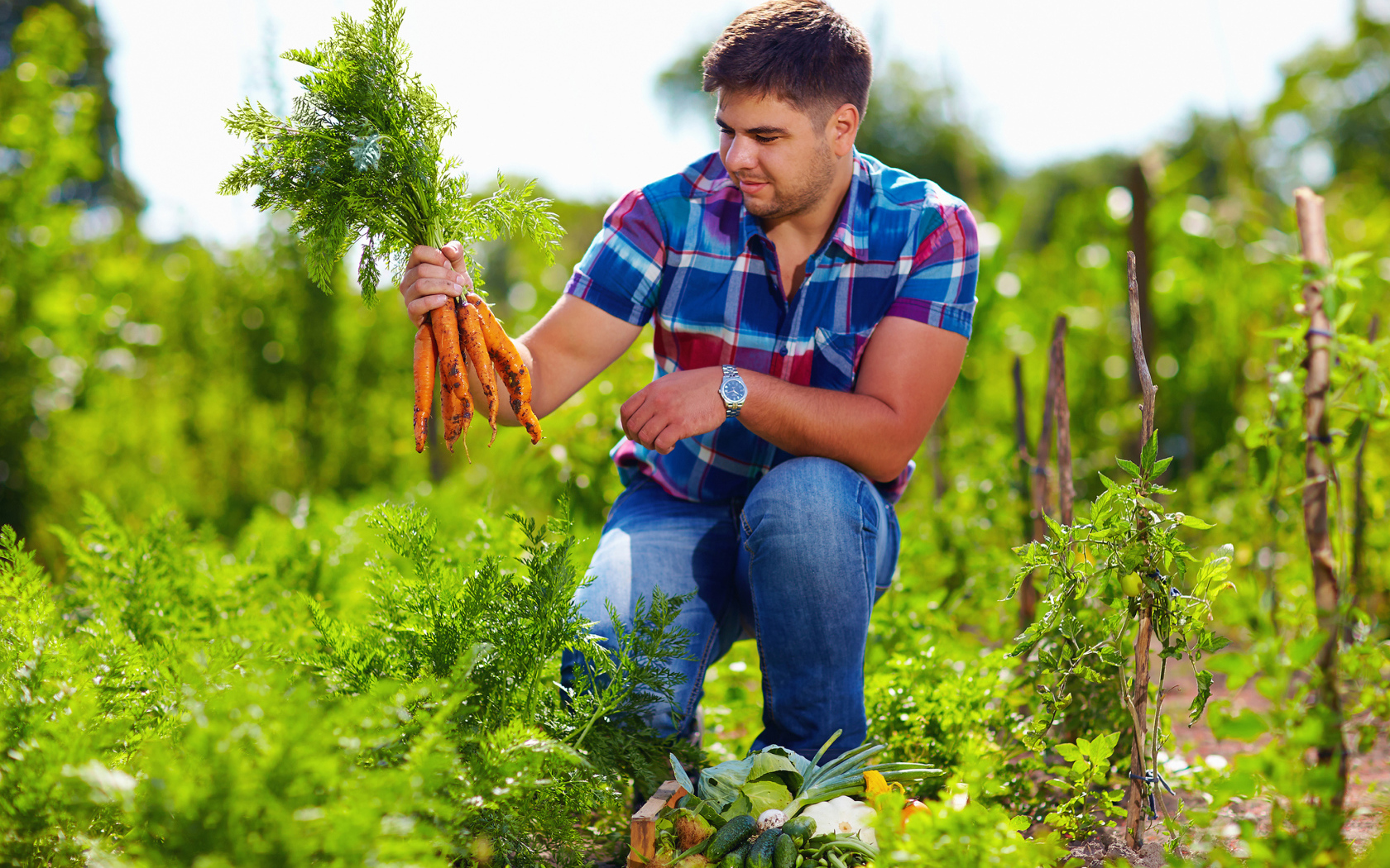 Мужчина фермер собирает урожай моркови