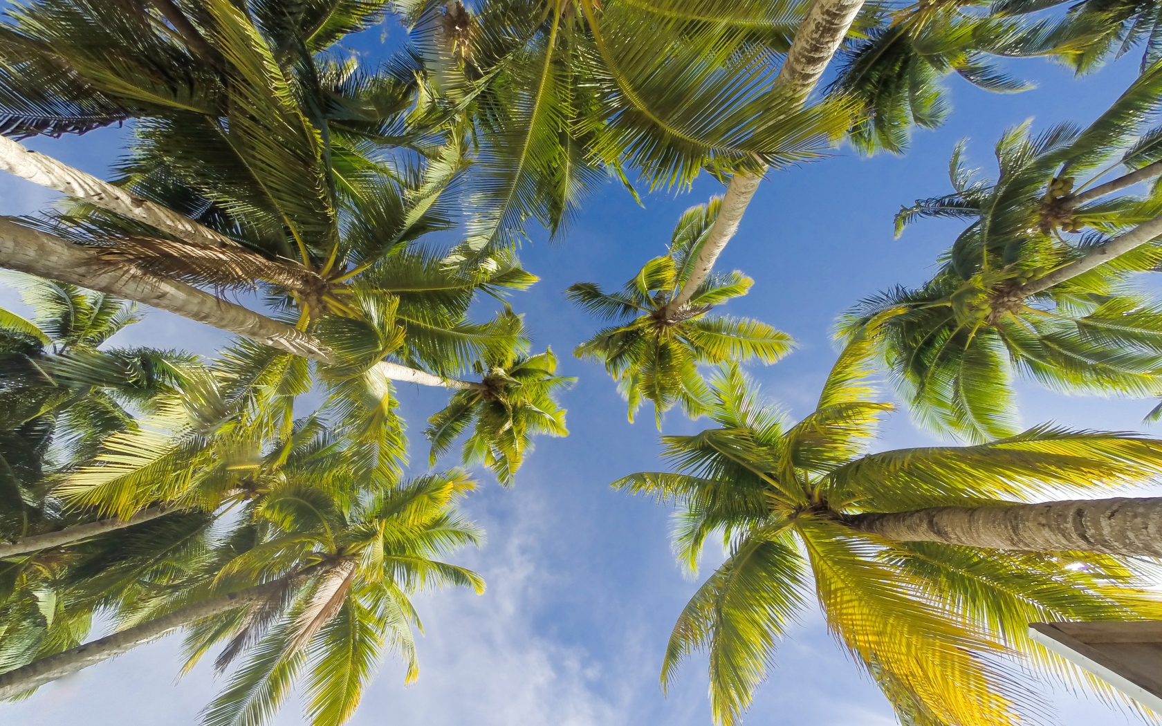 Вид снизу  на зеленые листья пальмы под голубым небом