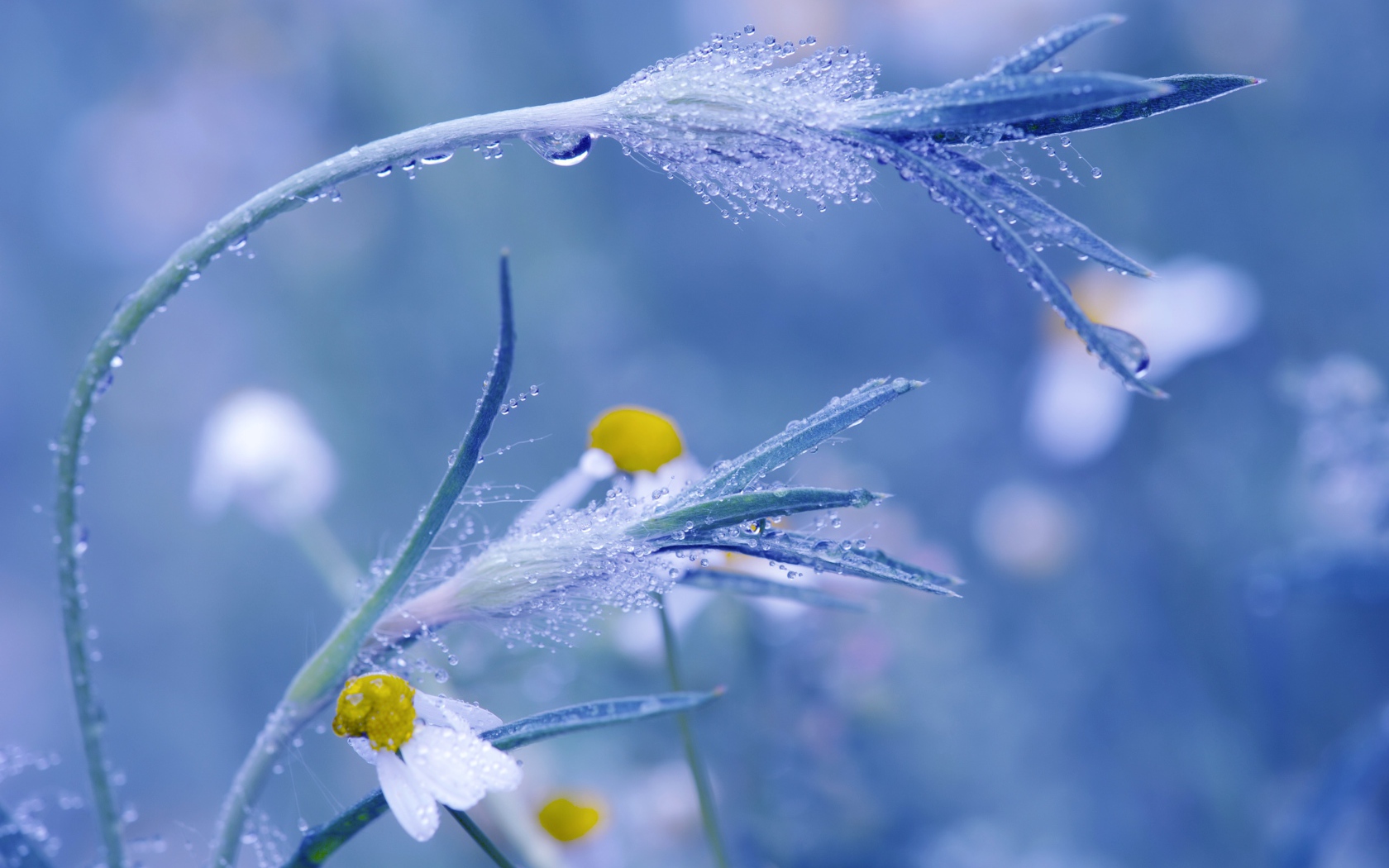 Трава в росе крупным планом