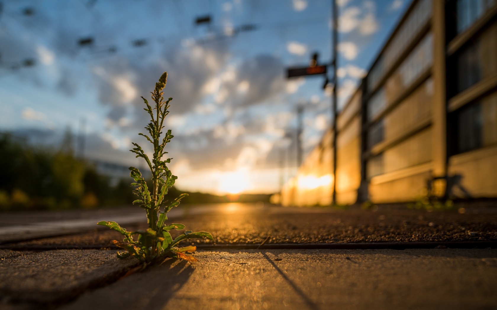Зеленое растение пробивается сквозь асфальт