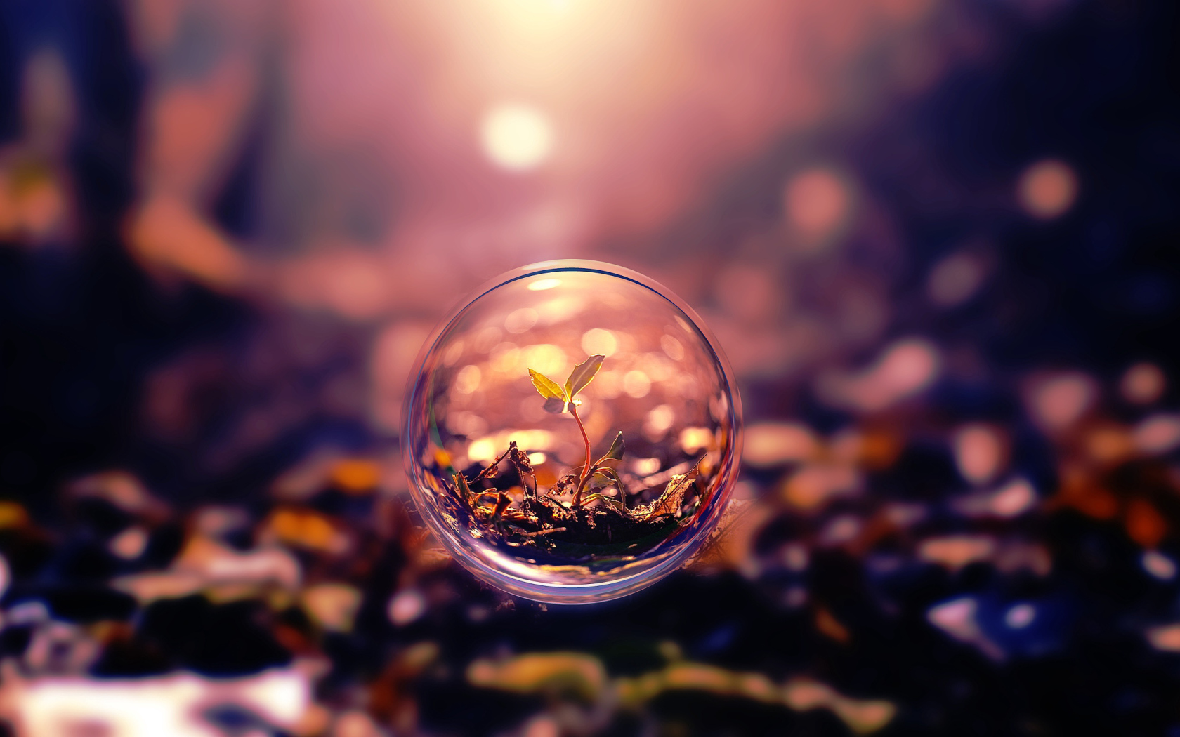 Росток пробивается в стеклянном шаре 