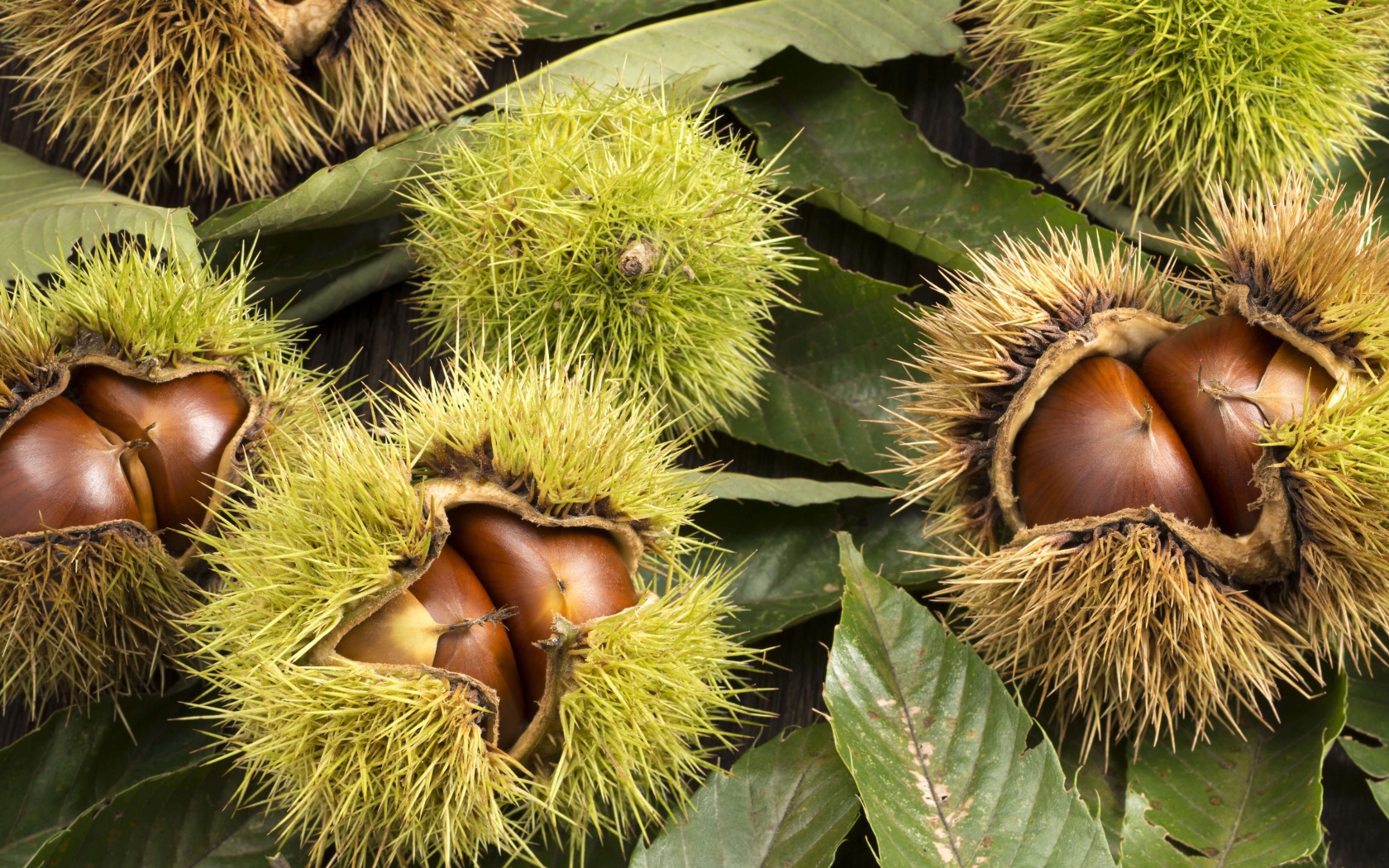 Колючие лесные орехи на дереве 