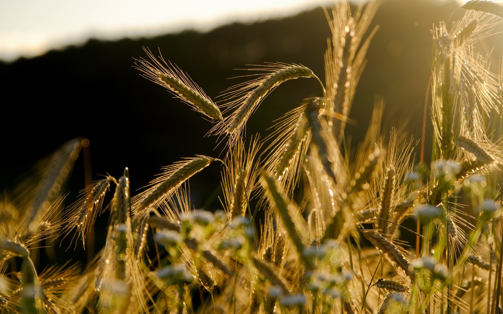 Зеленые колосья пшеницы в лучах солнца