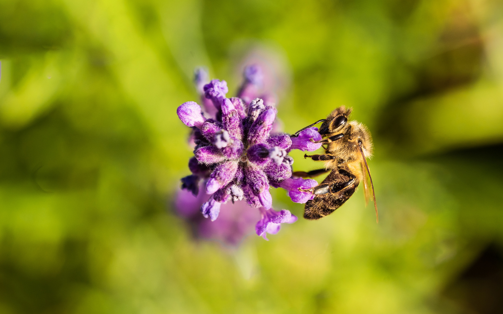 Пчела собирает нектар на фиолетовом цветке
