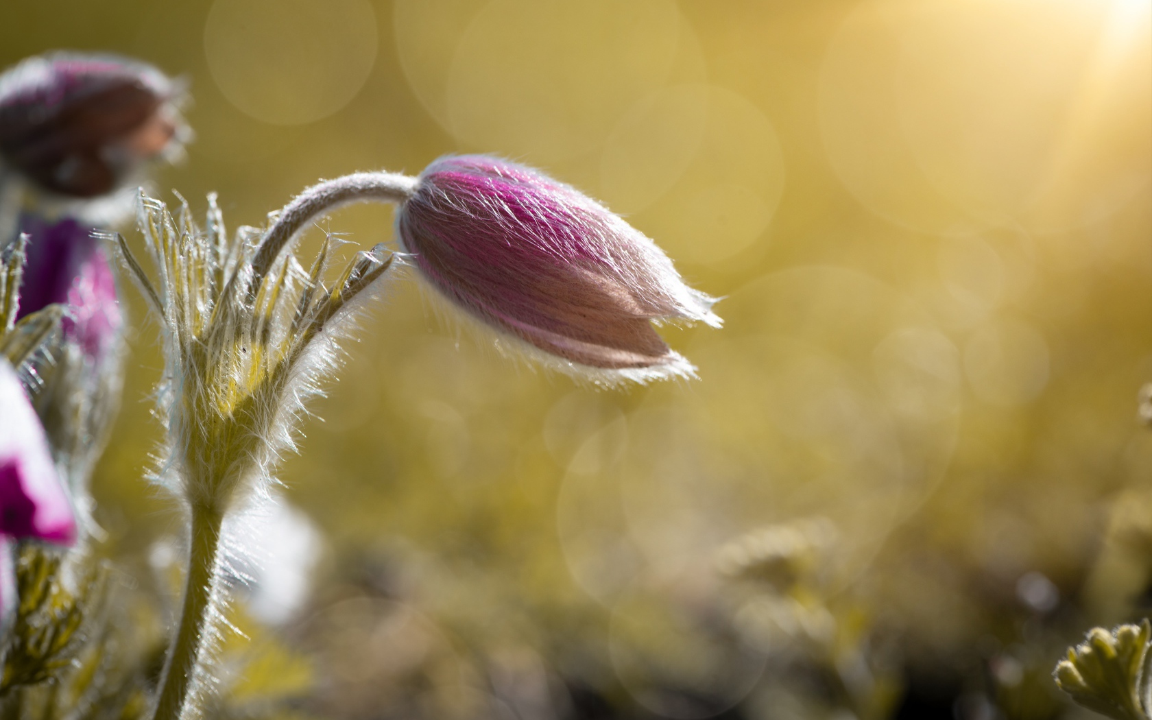 Бутон розового цветка прострел в поле в лучах солнца