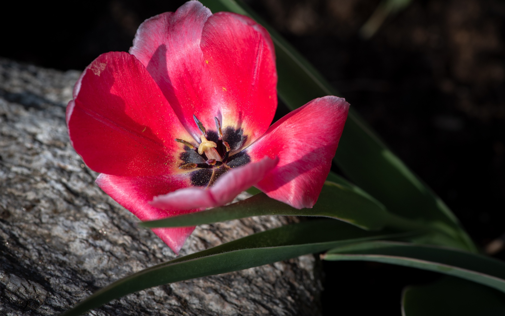 Розовый тюльпан с лучах солнца лежит на камне