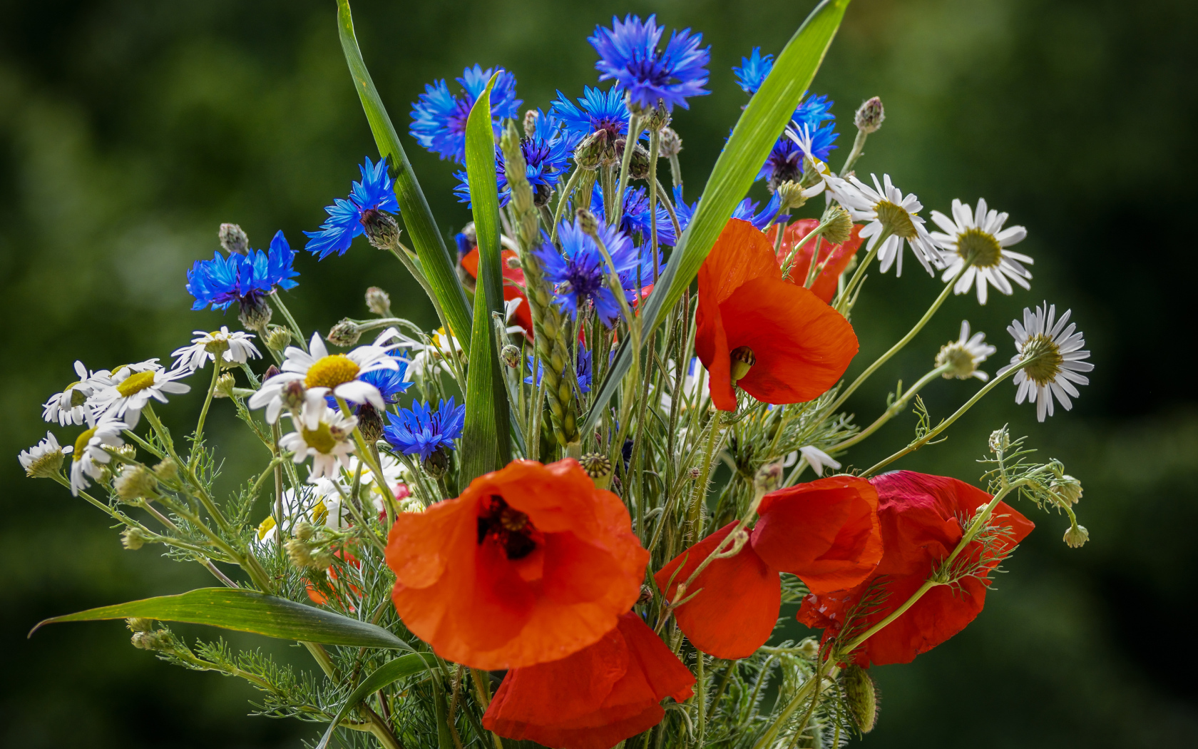 Красивый букет полевых маков, васильков и ромашек