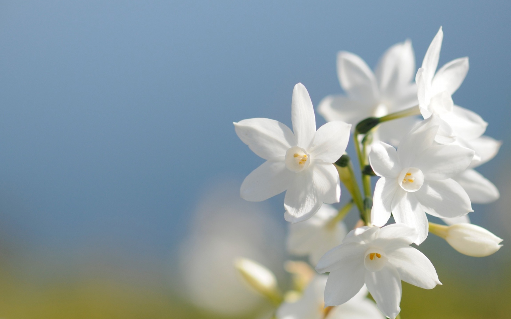 Красивые нежные белые цветы нарцисса на голубом фоне