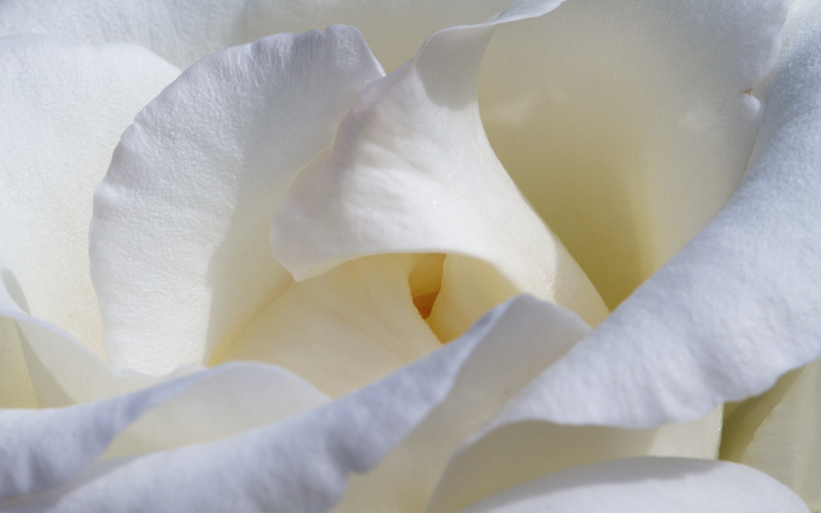 Красивые нежные белые лепестки розы крупным планом