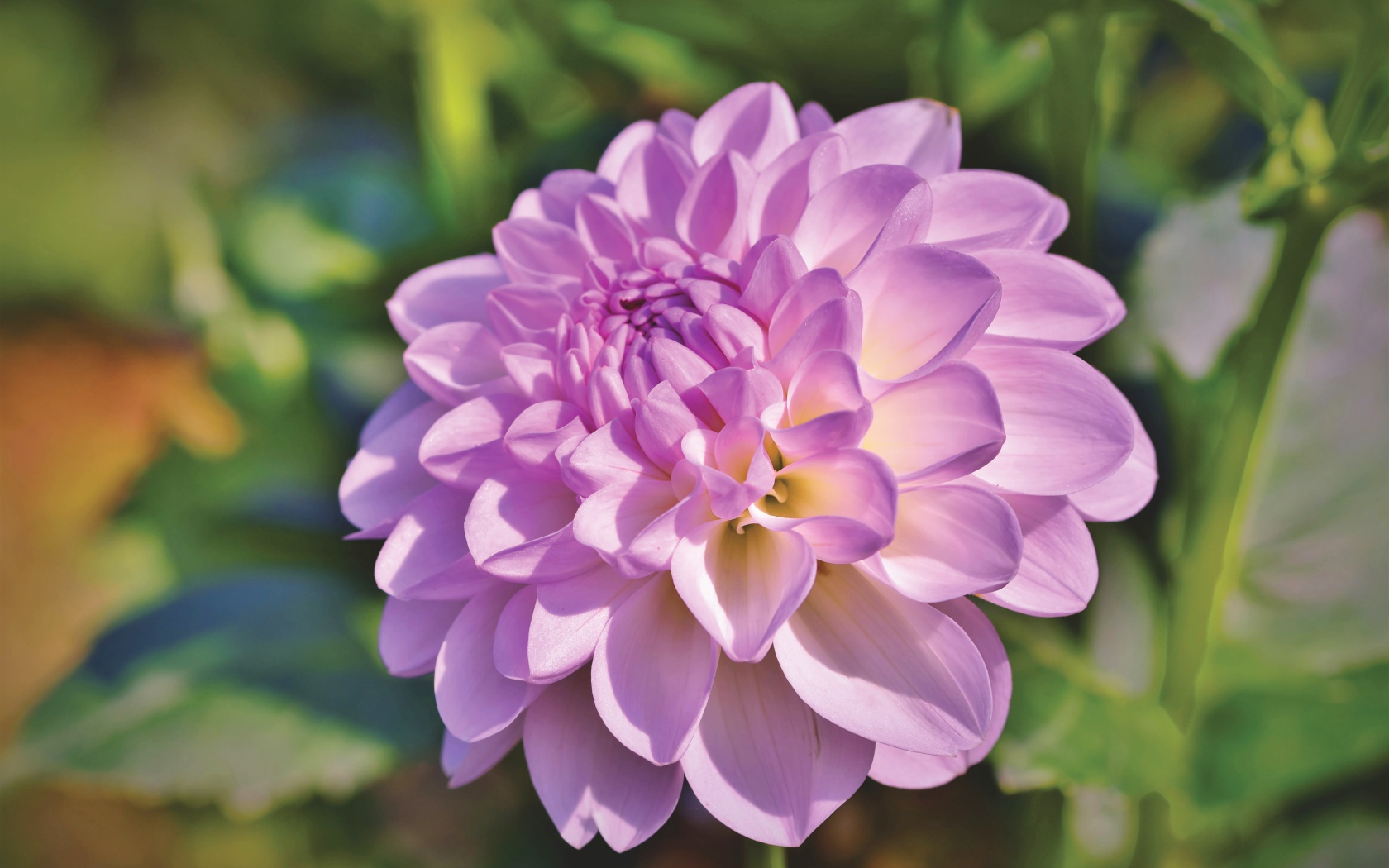 Красивый сиреневый нежный цветок садовой георгины