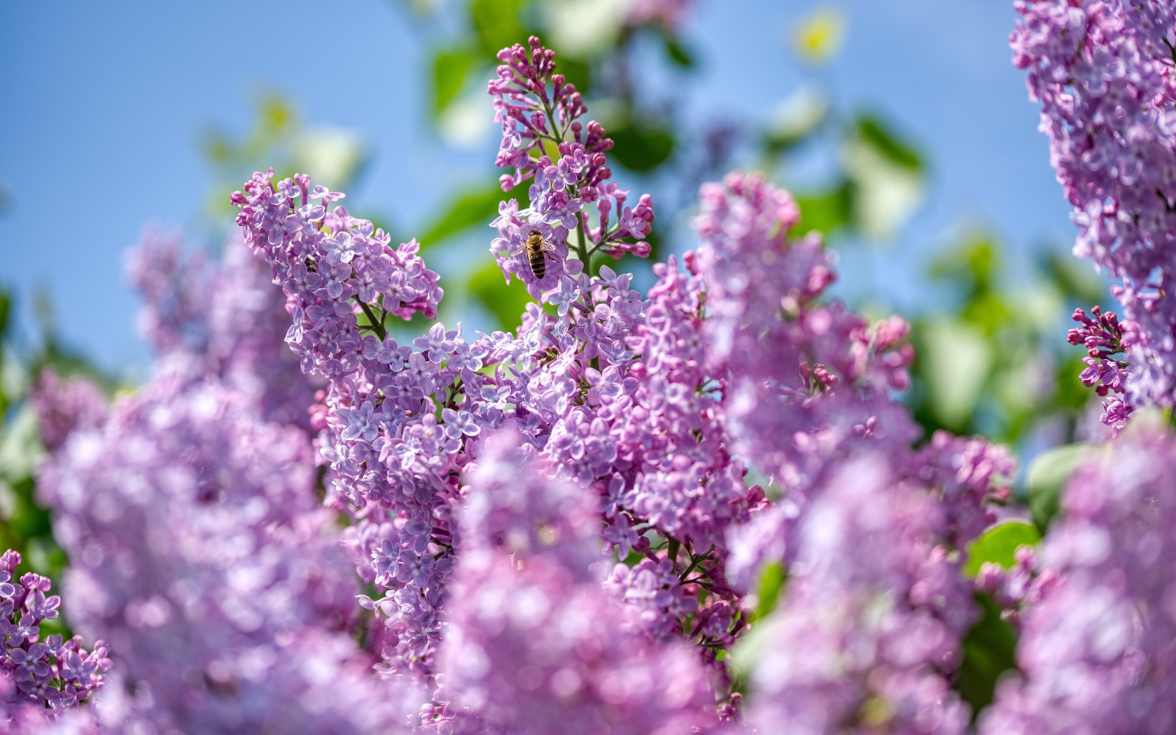 Красивые цветы сирени в лучах солнца