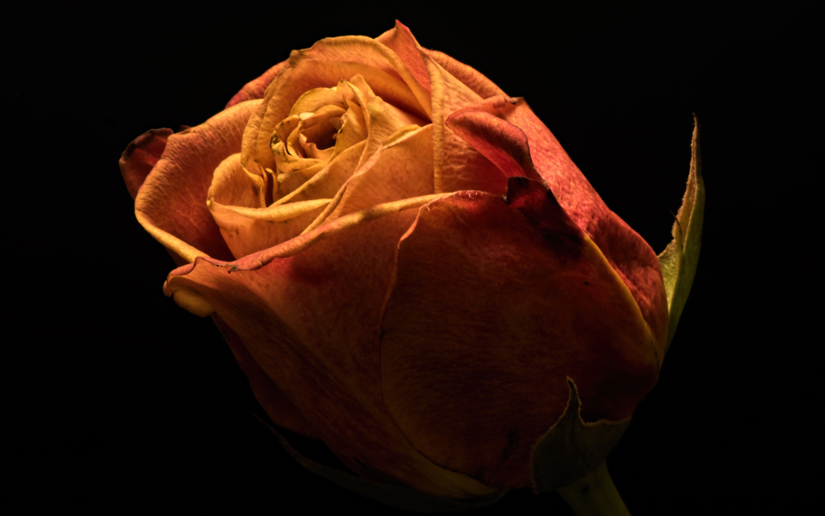 Красивая оранжевая роза на черном фоне крупным планом