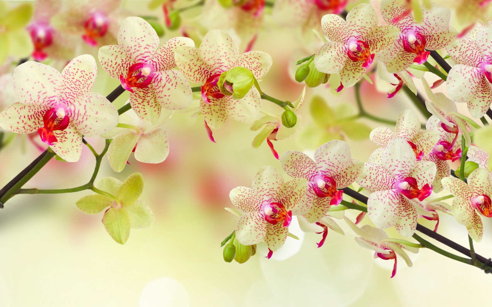 Красивый цветок орхидеи с бутонами на ветке 