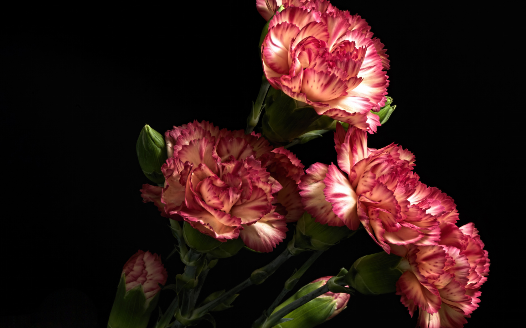 Красивые розовые гвоздики с бутонами на черном фоне