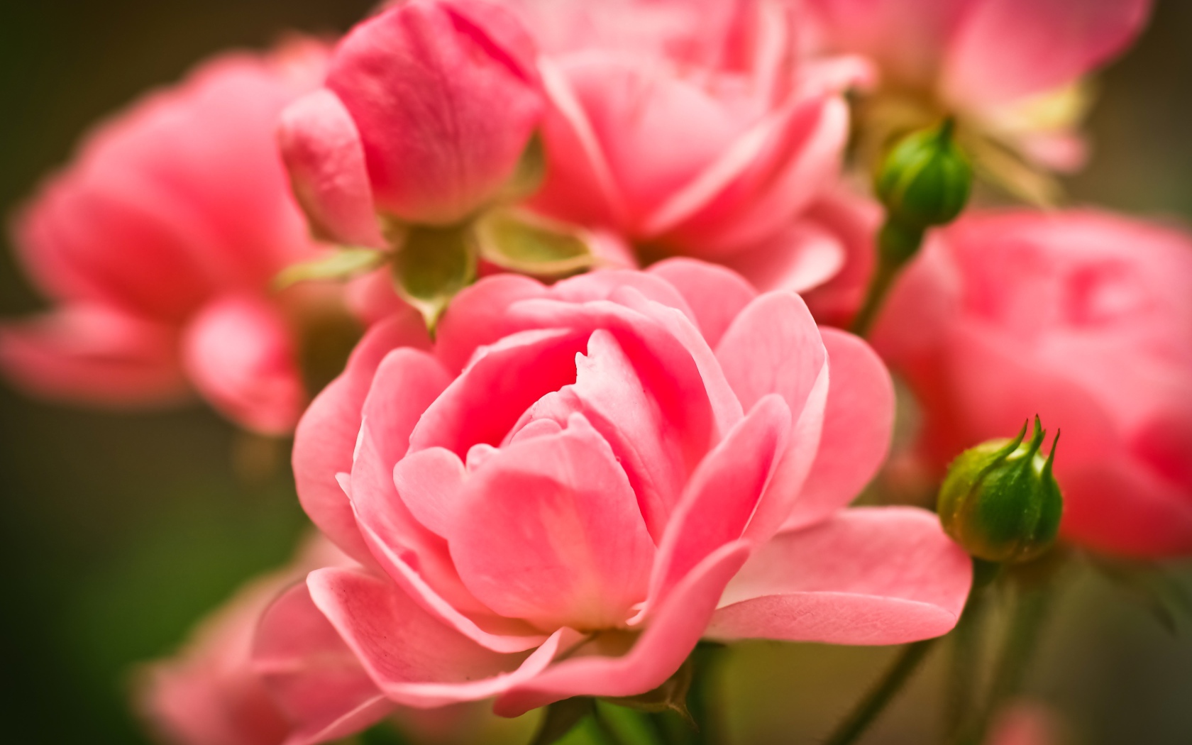 Красивые розовые цветы комнатной розы с бутонами 