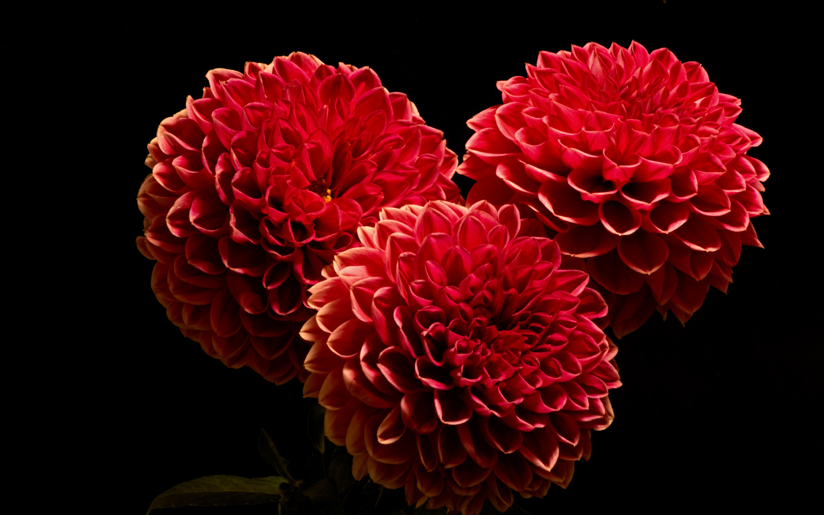 Красивые красные полные георгины на черном фоне