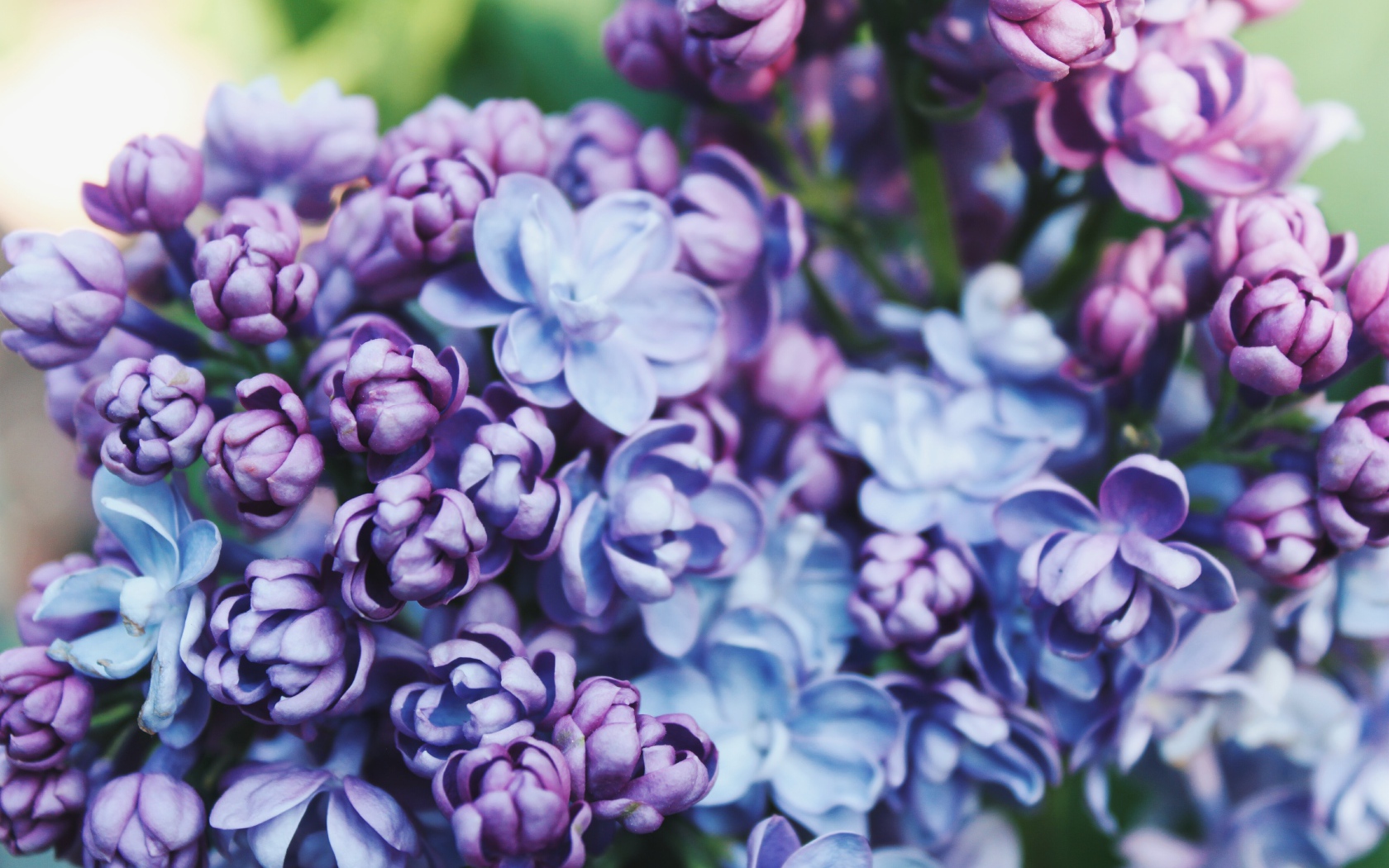 Красивые весенние цветы сирени крупным планом 