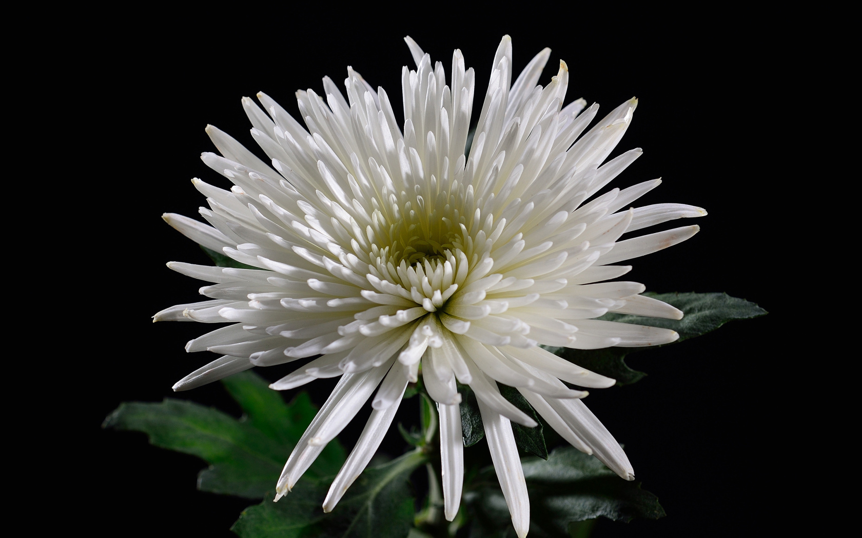 Красивая белая хризантема на черном фоне