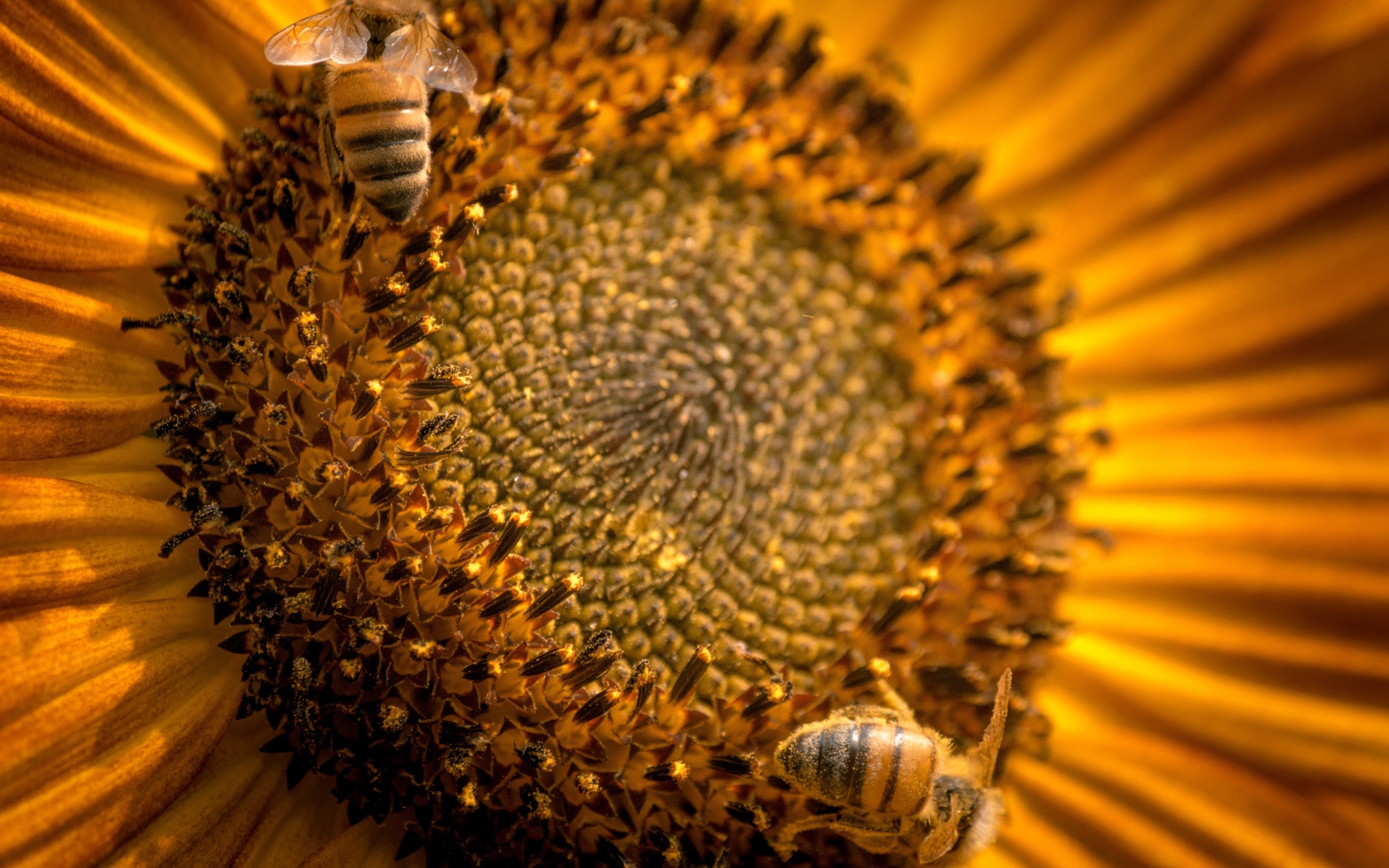 Пчелы собирают нектар с цветка подсолнуха 
