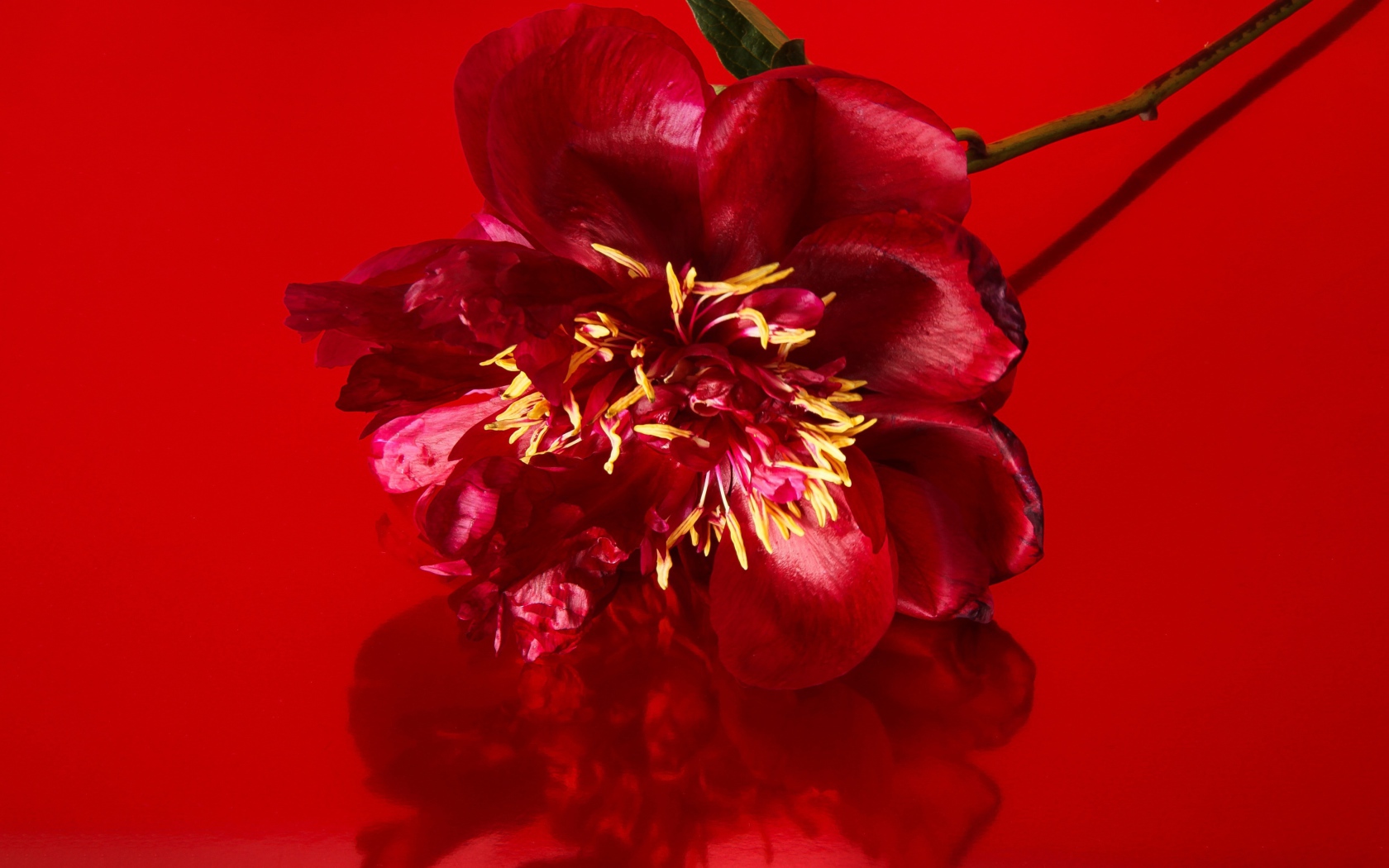 Цветок распустившегося пиона на красном фоне