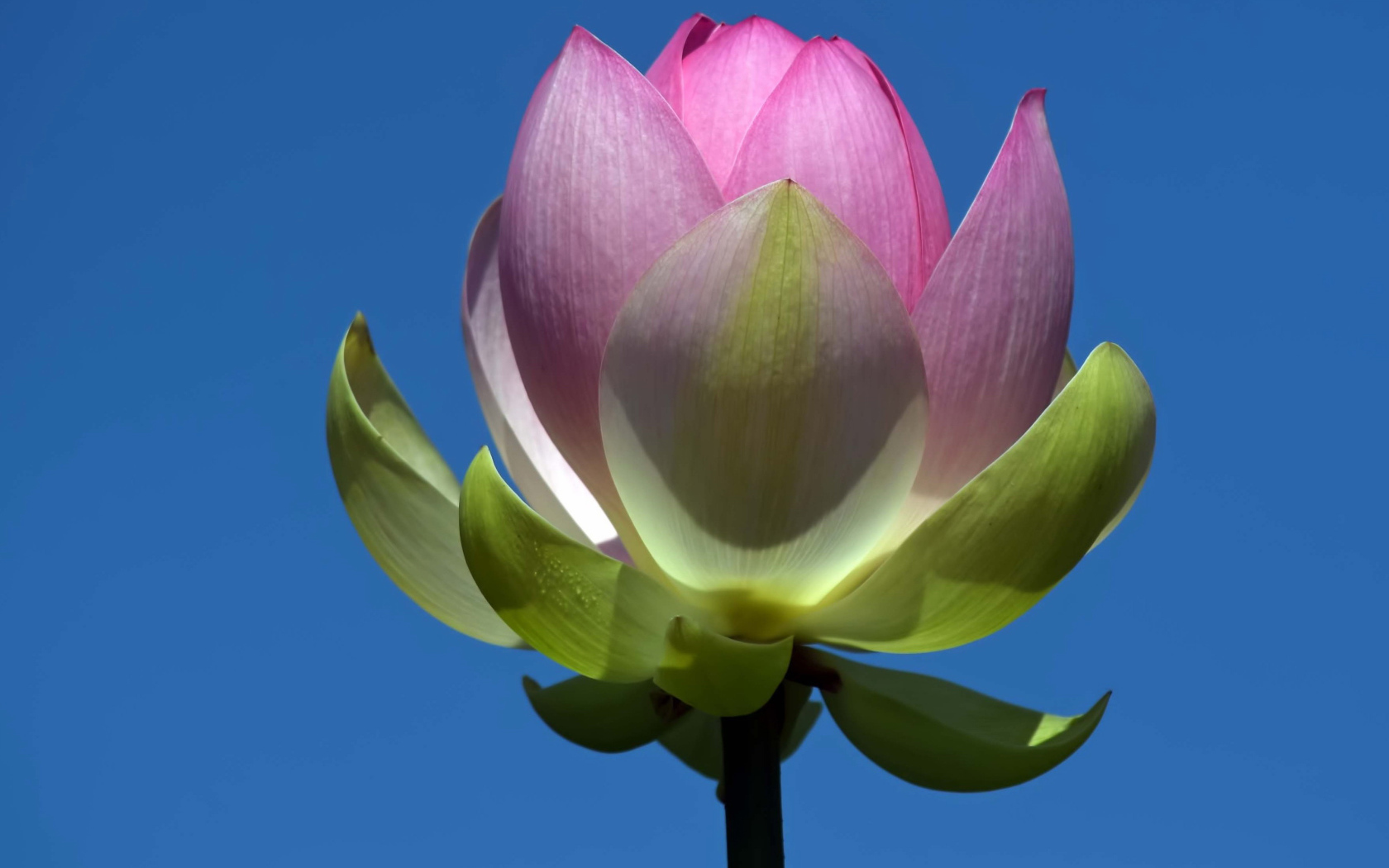 Распускающийся розовый цветок лотоса на фоне голубого неба 