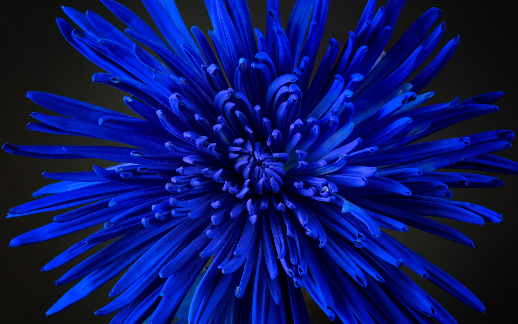 Синий цветок астры крупным планом