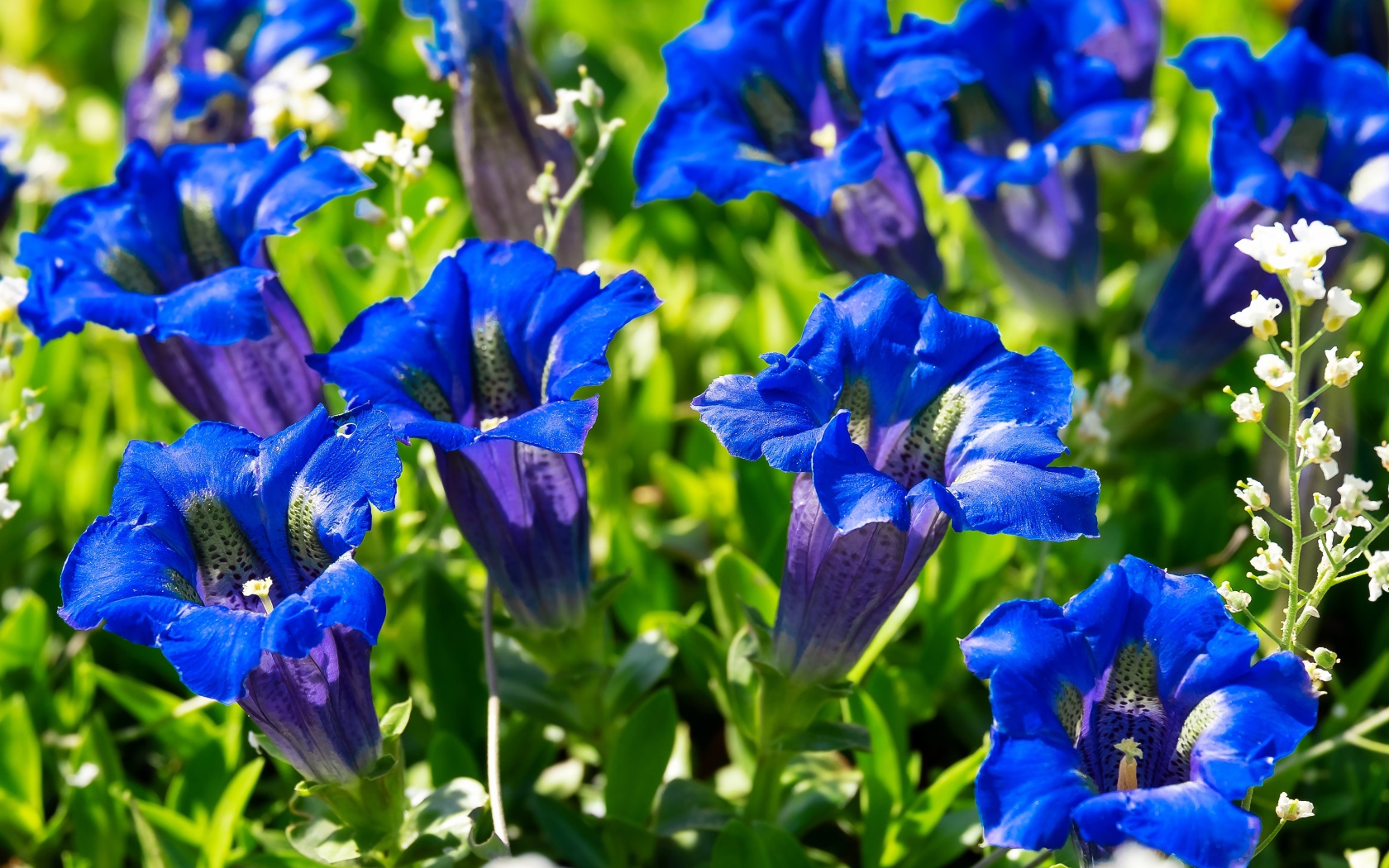 Синие цветы горечавка на клумбе 