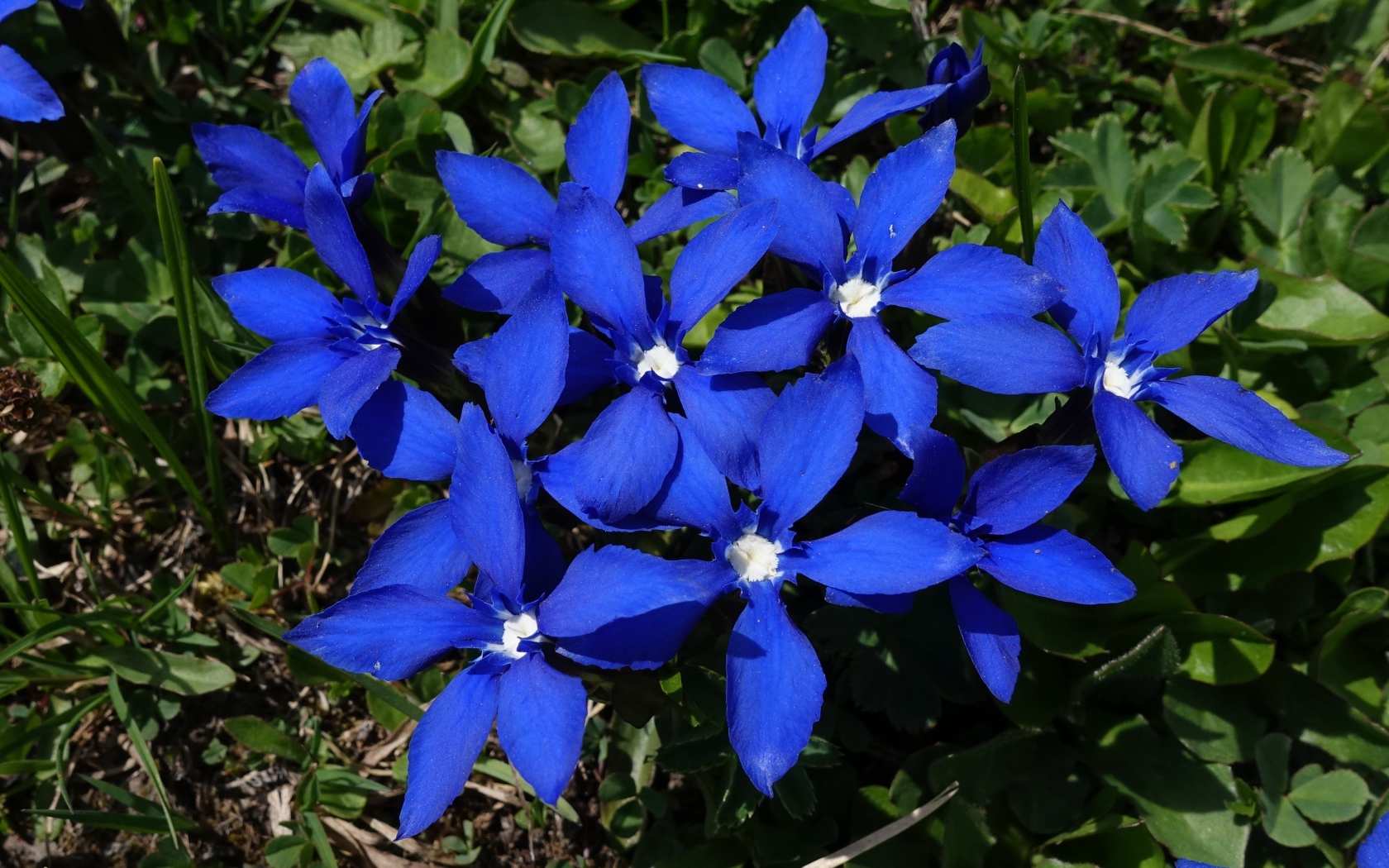 Синие цветы в лучах солнца на клумбе 