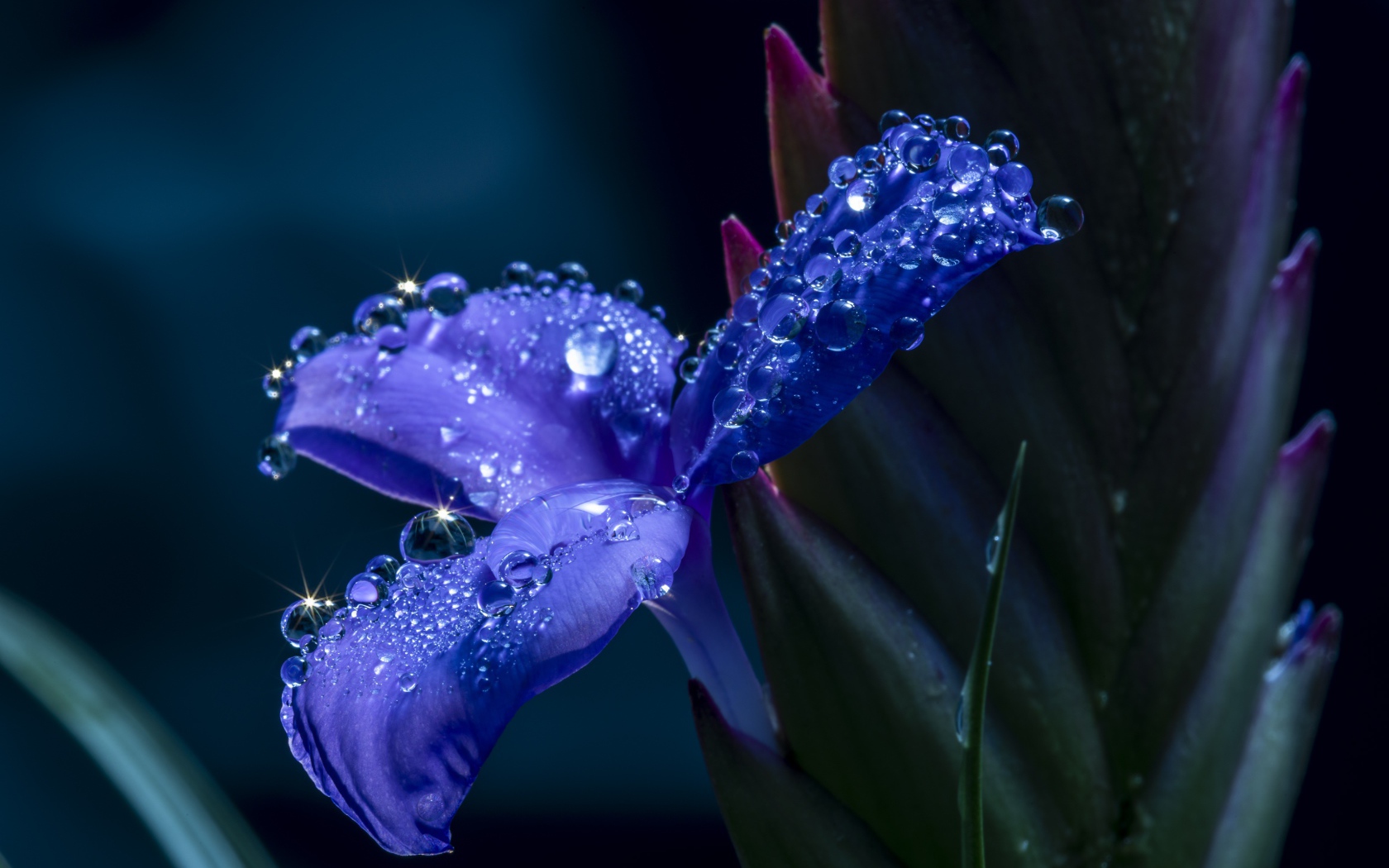 Синий цветок ириса в каплях росы 