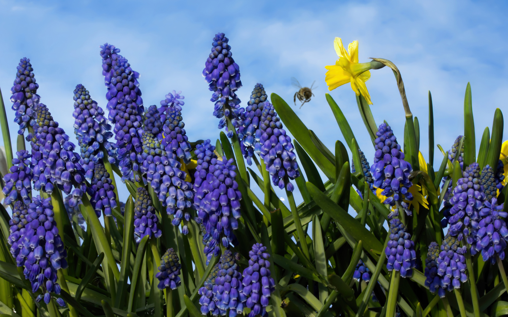 Blue muscari flowers against the blue sky