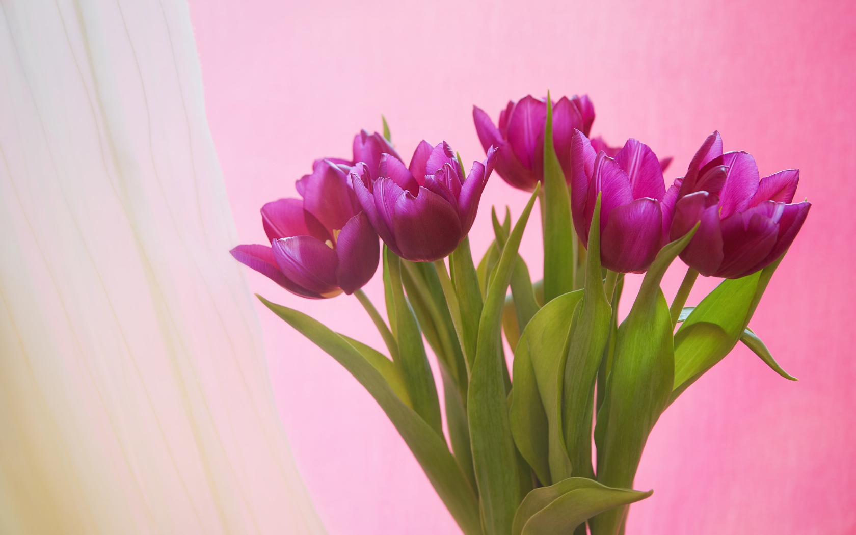 Букет сиреневых тюльпанов на розовом фоне
