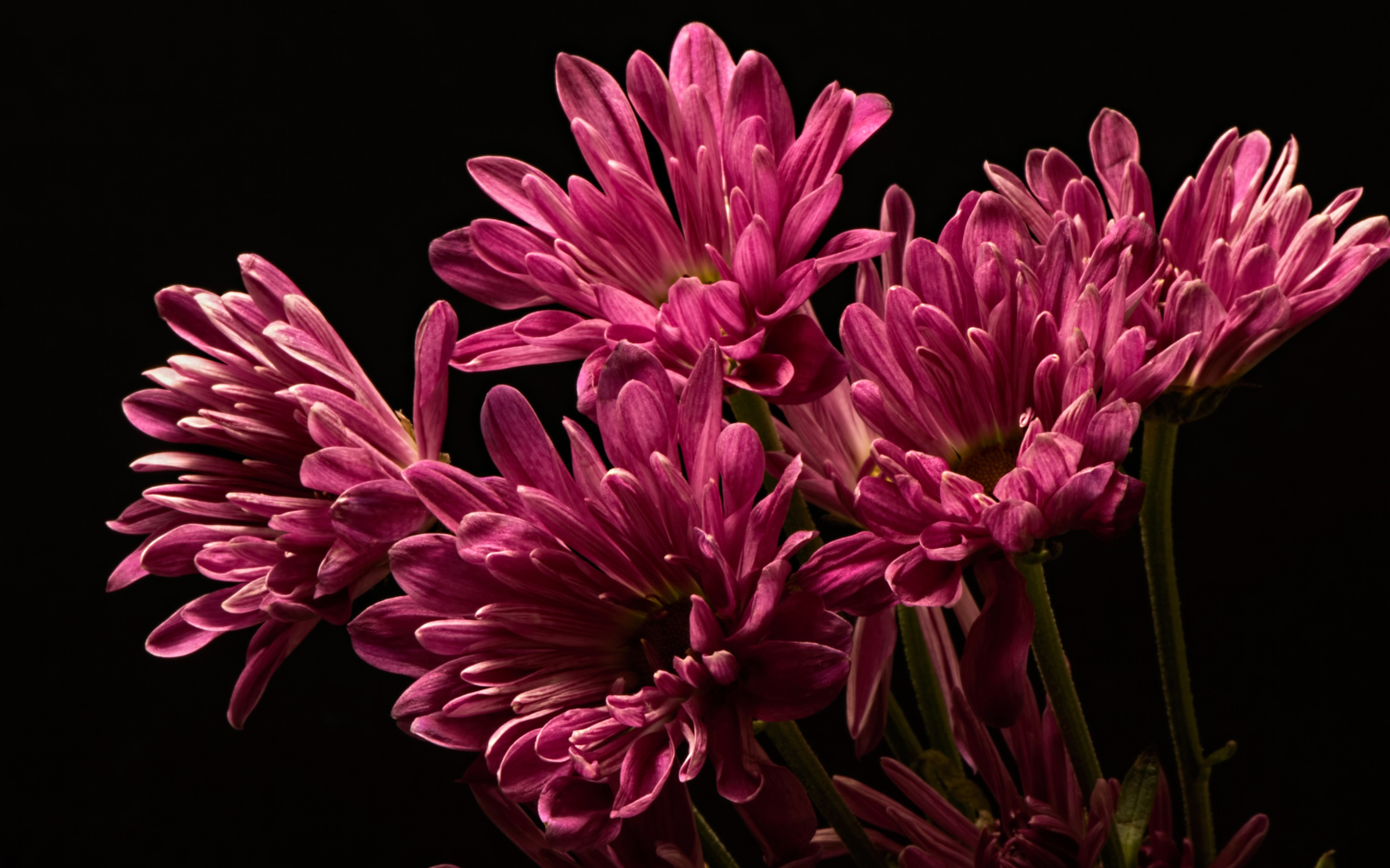 Букет розовых хризантем на черном фоне крупным планом