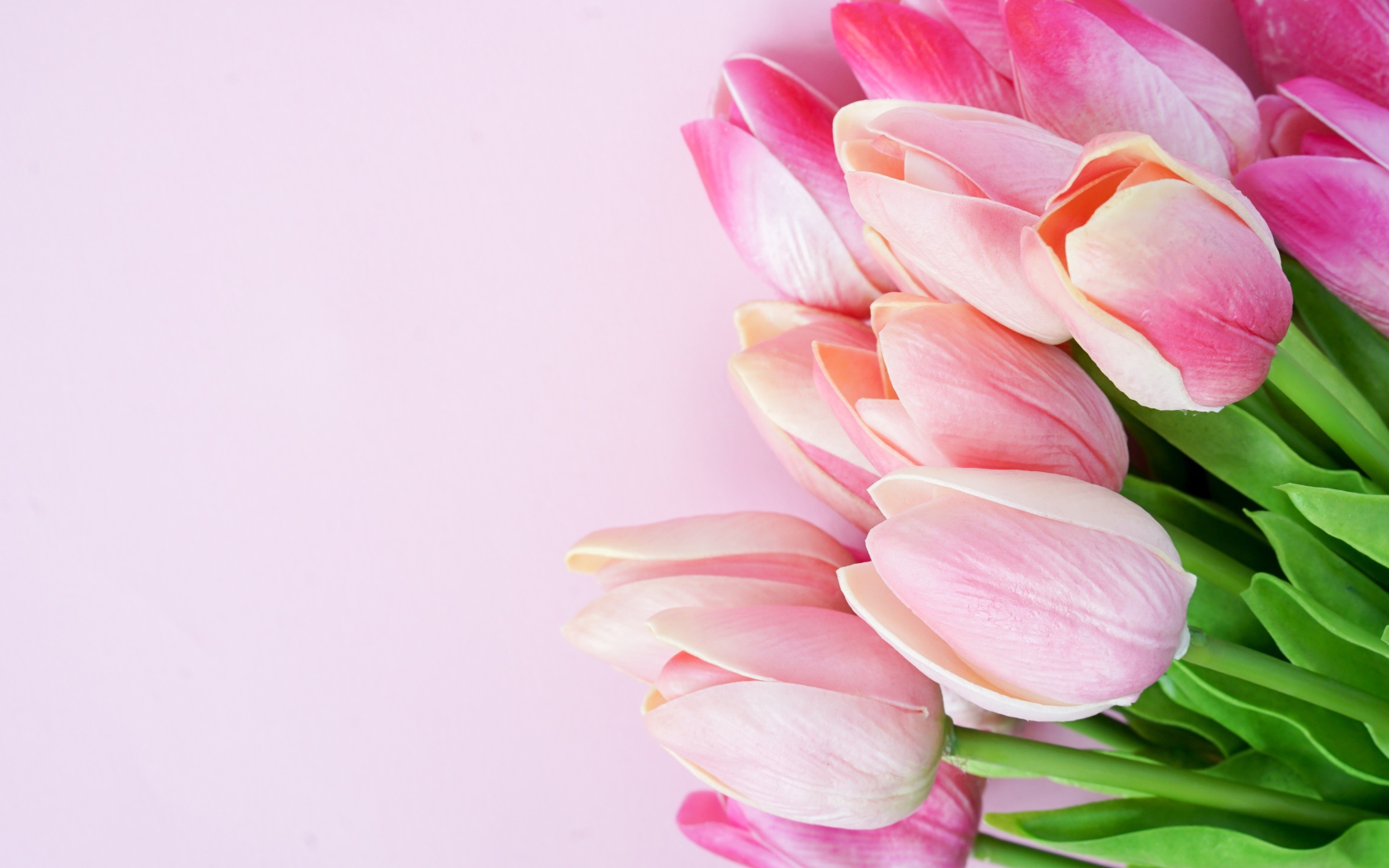 Букет розовых тюльпанов крупным планом на розовом фоне