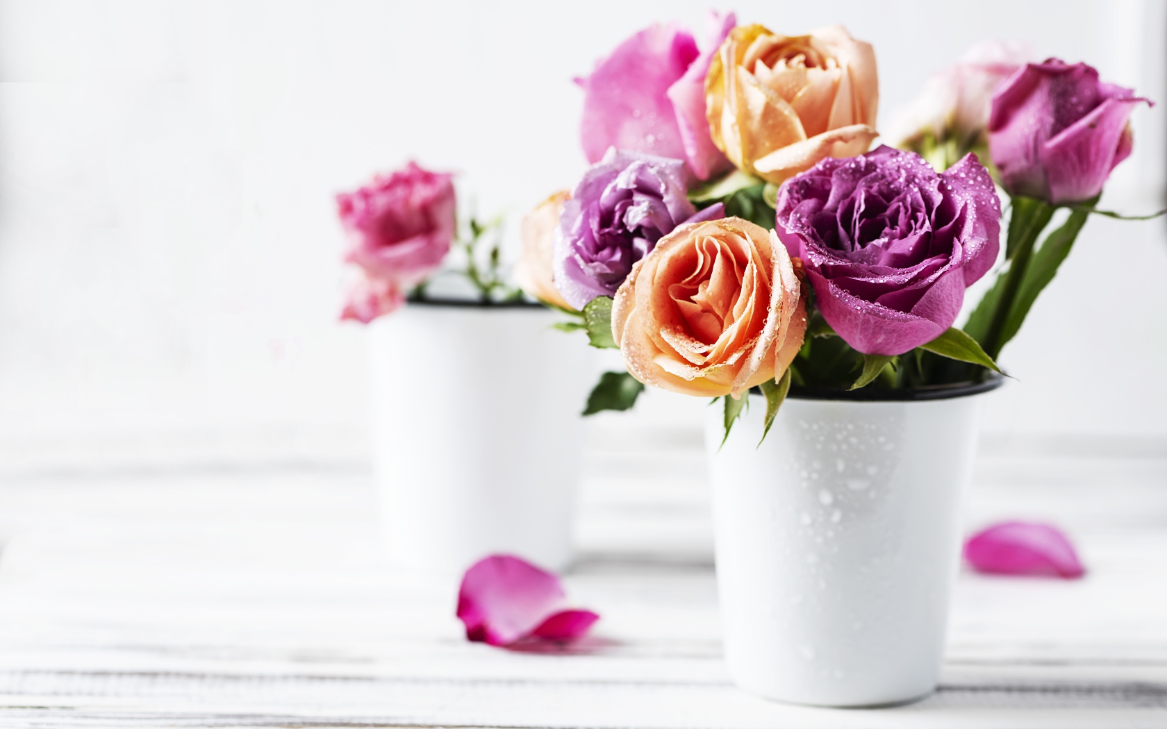 Букет роз в каплях воды на белом фоне