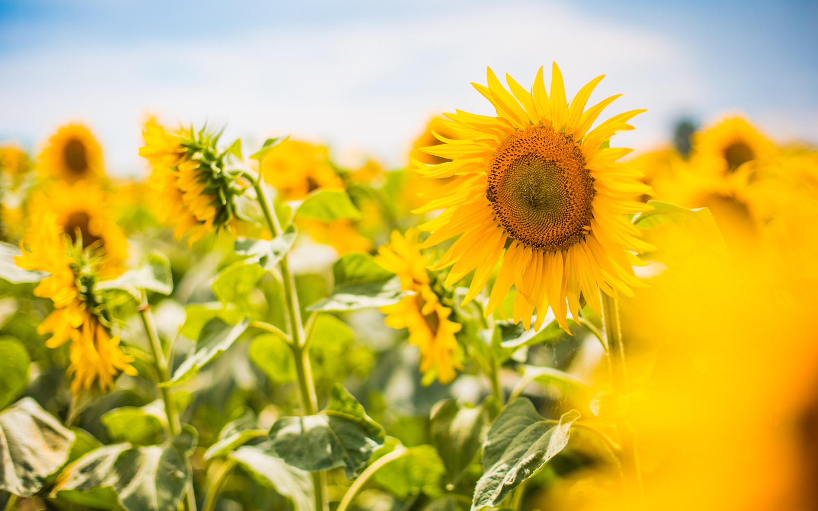 Яркие солнечные подсолнухи на поле летом 